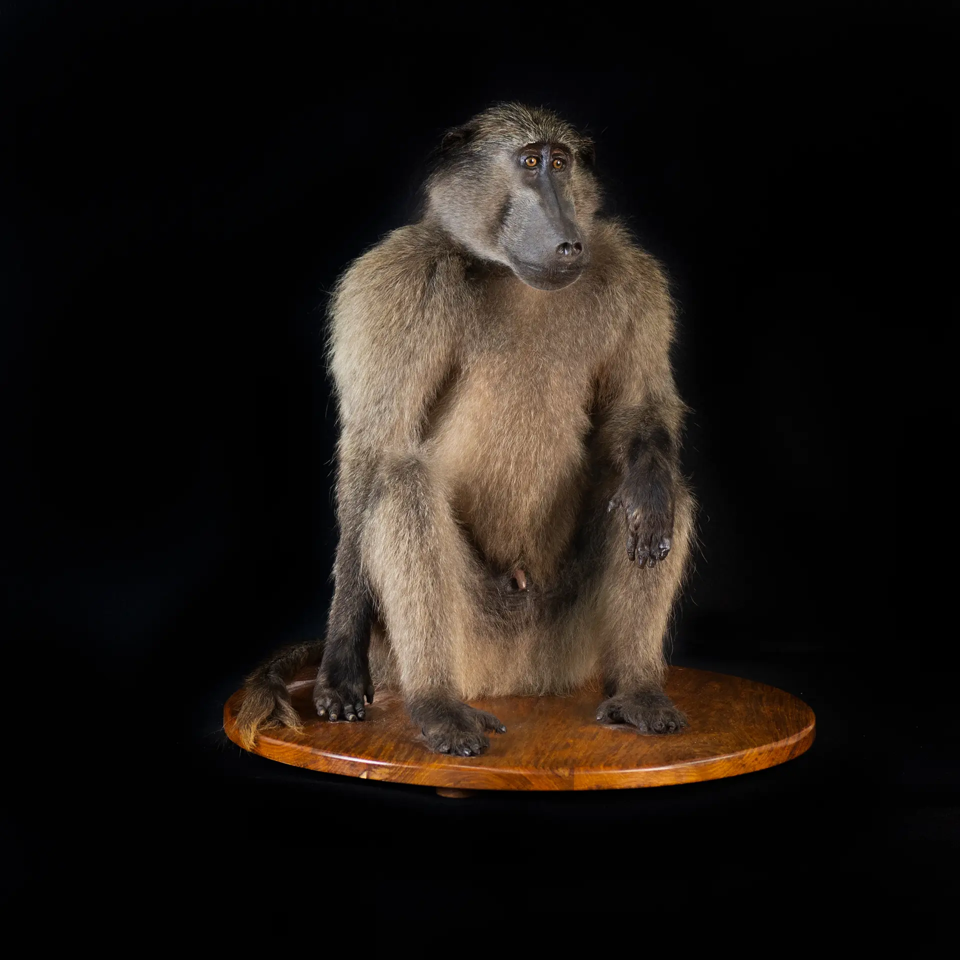 Baboon Sitting Kiaat Base full mount — Highveld Taxidermists