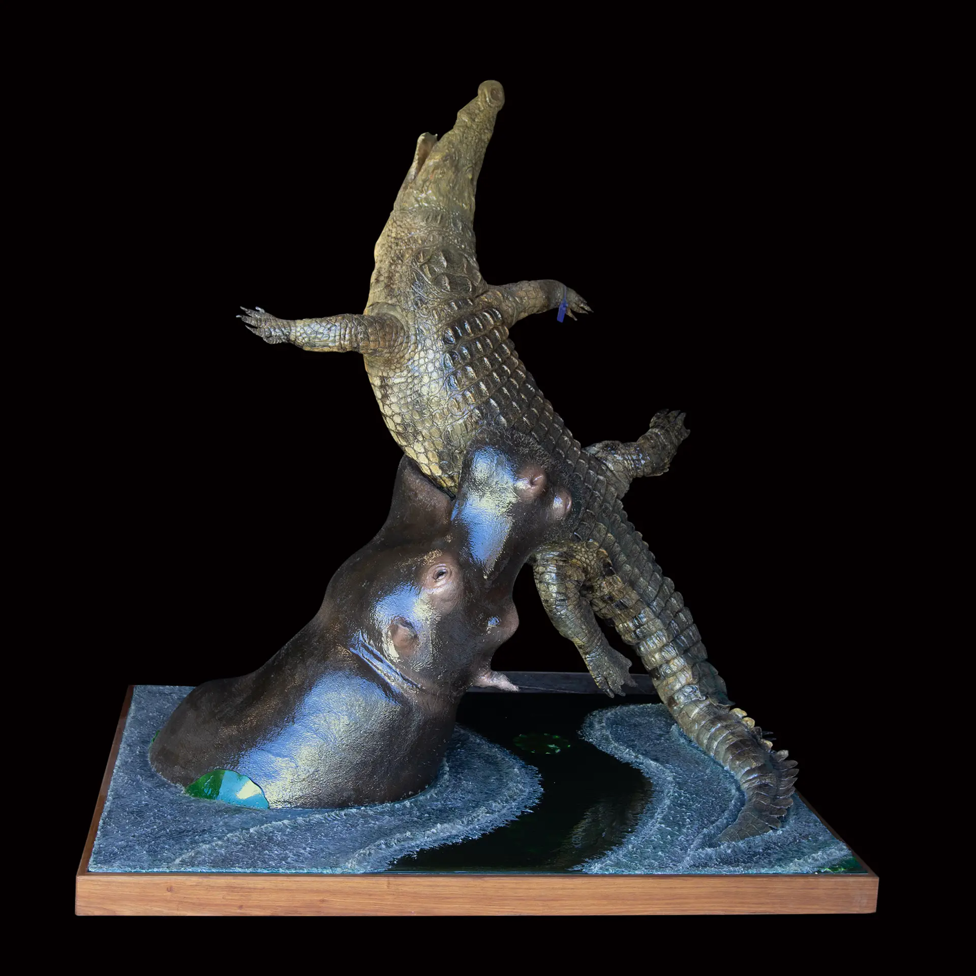 Croc Hippo 1 (Black) full mount — Highveld Taxidermists