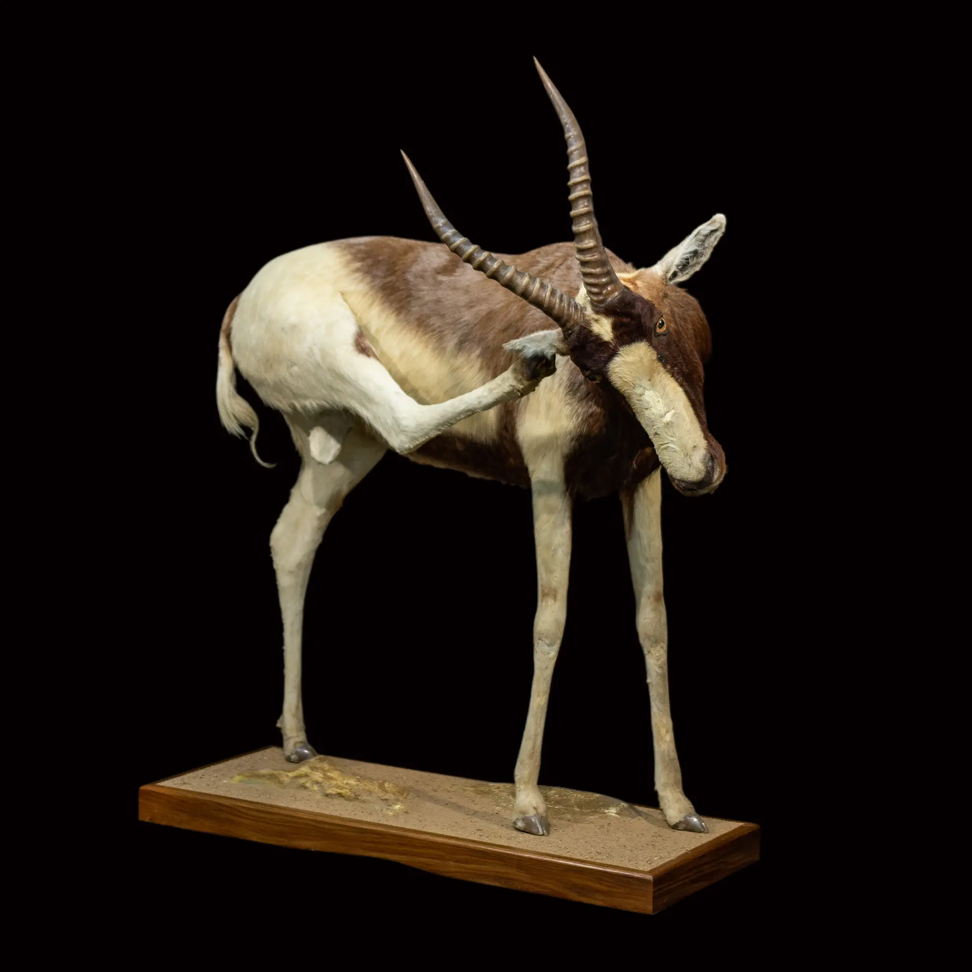 Blesbok Saddleback Full — Highveld Taxidermists