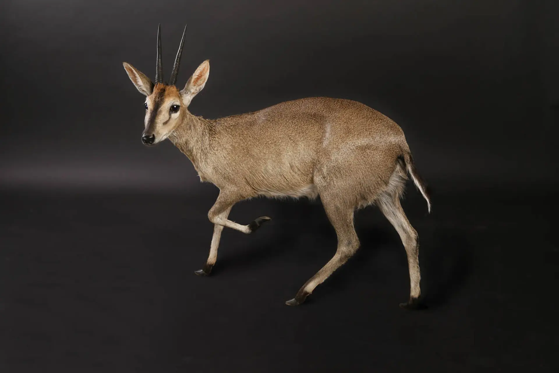 Duiker Full Mount — Highveld Taxidermists