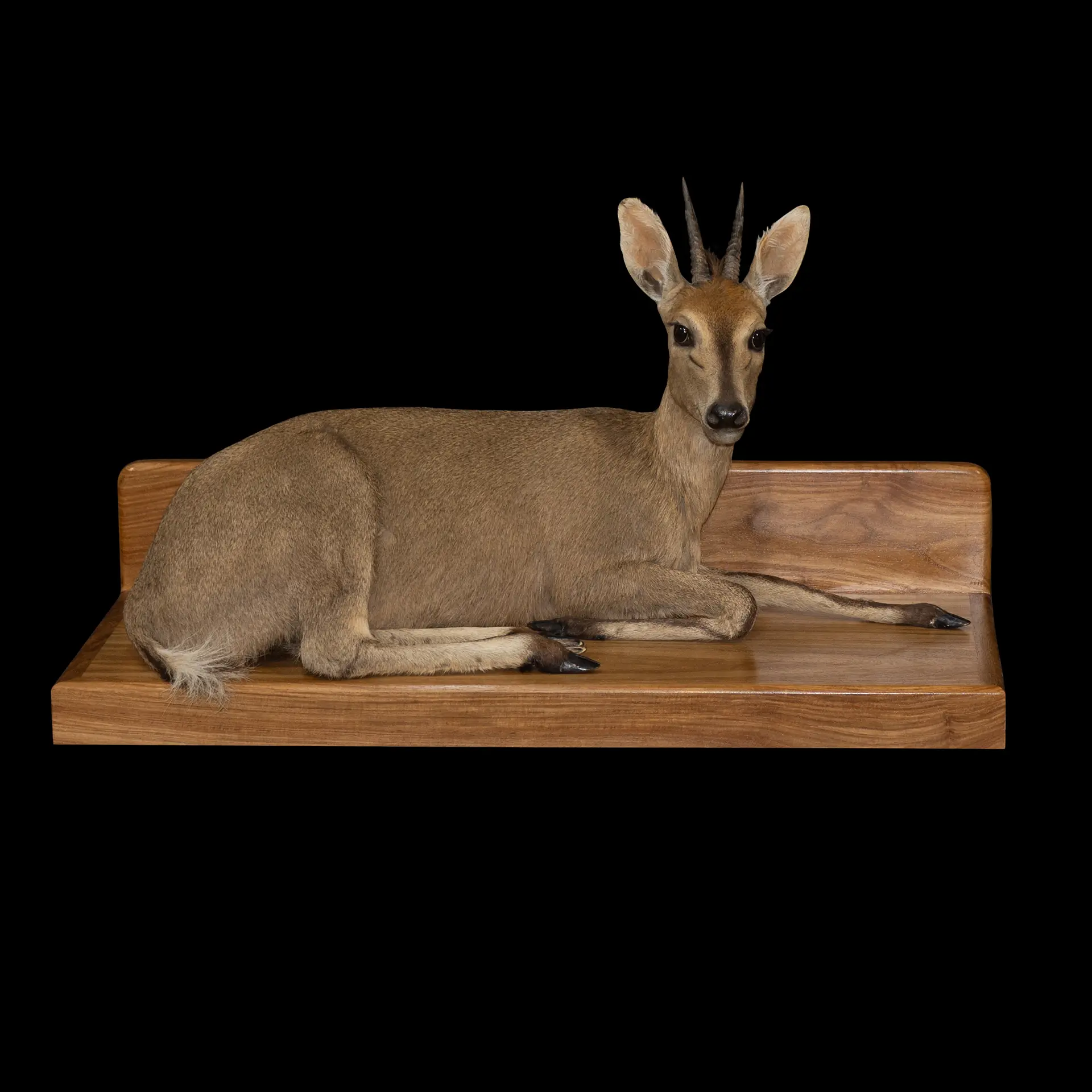 Duiker Lying Wallbase full mount — Highveld Taxidermists