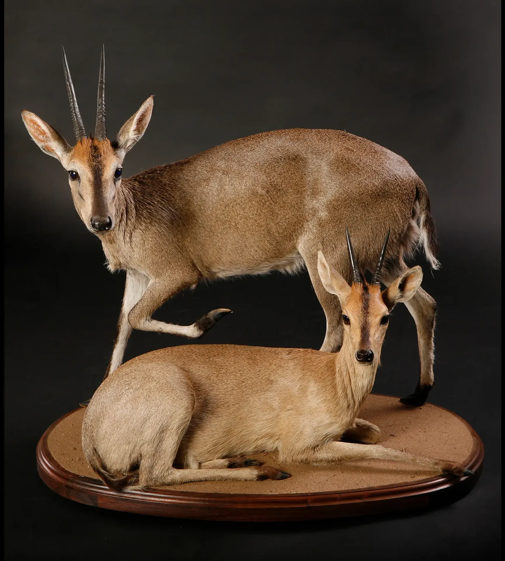 Duiker M F full mount — Highveld Taxidermists