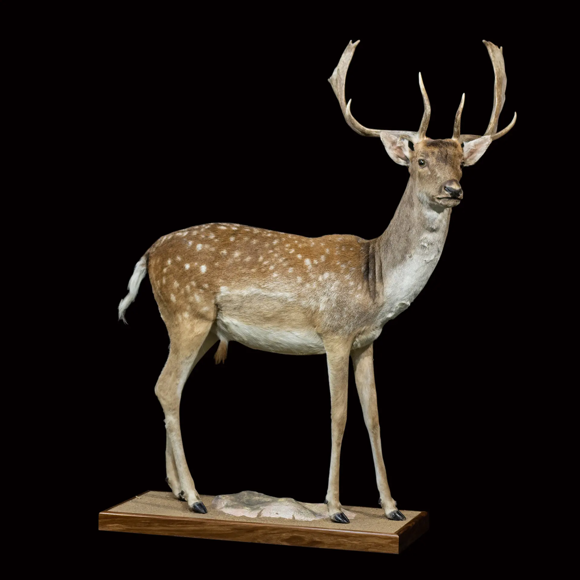 Fallow Deer Full — Highveld Taxidermists