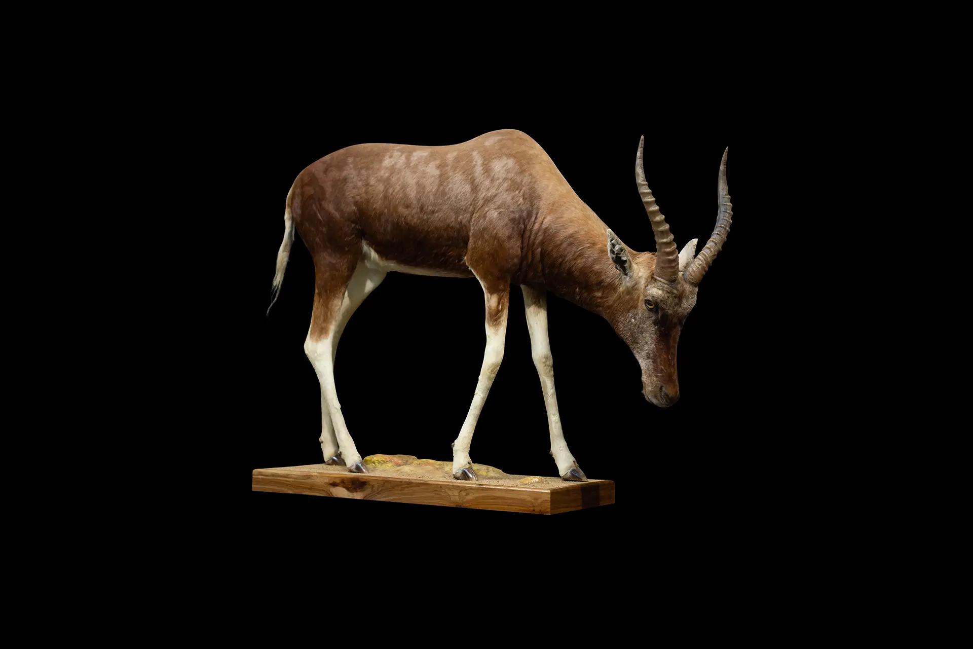 Golden Blesbok Full — Highveld Taxidermists