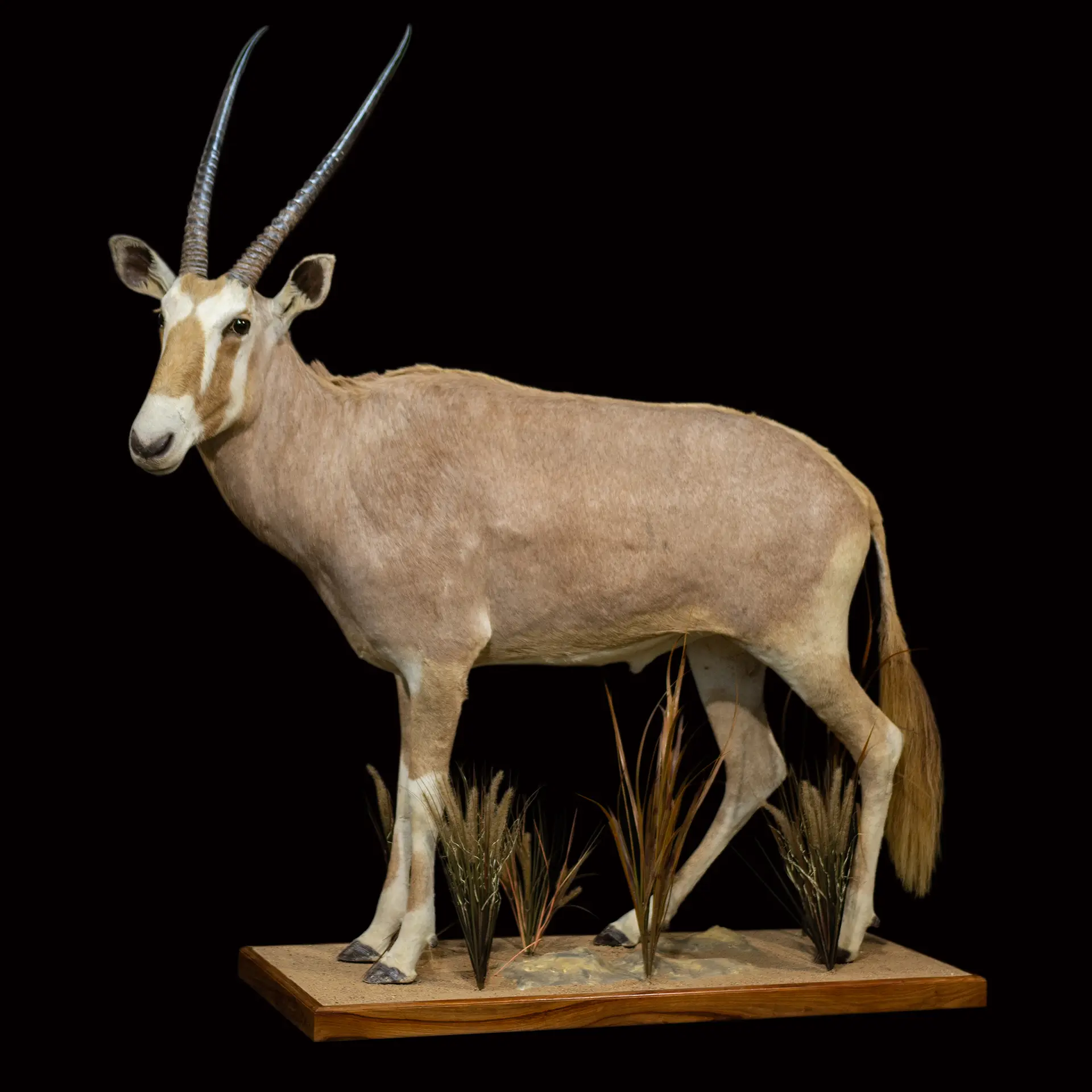 Golden Gemsbok Side full mount — Highveld Taxidermists