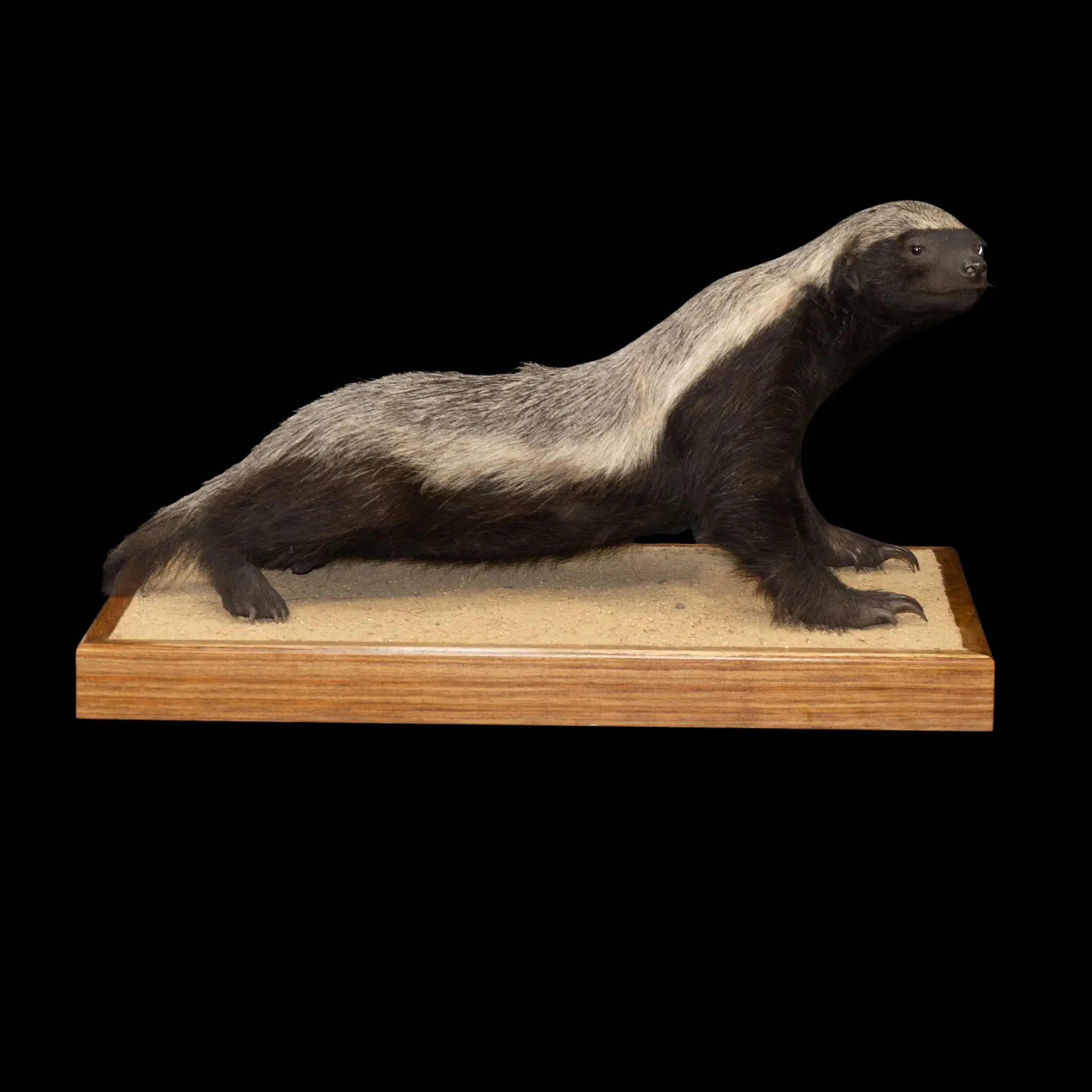 Honey Badger Museum full mount — Highveld Taxidermists