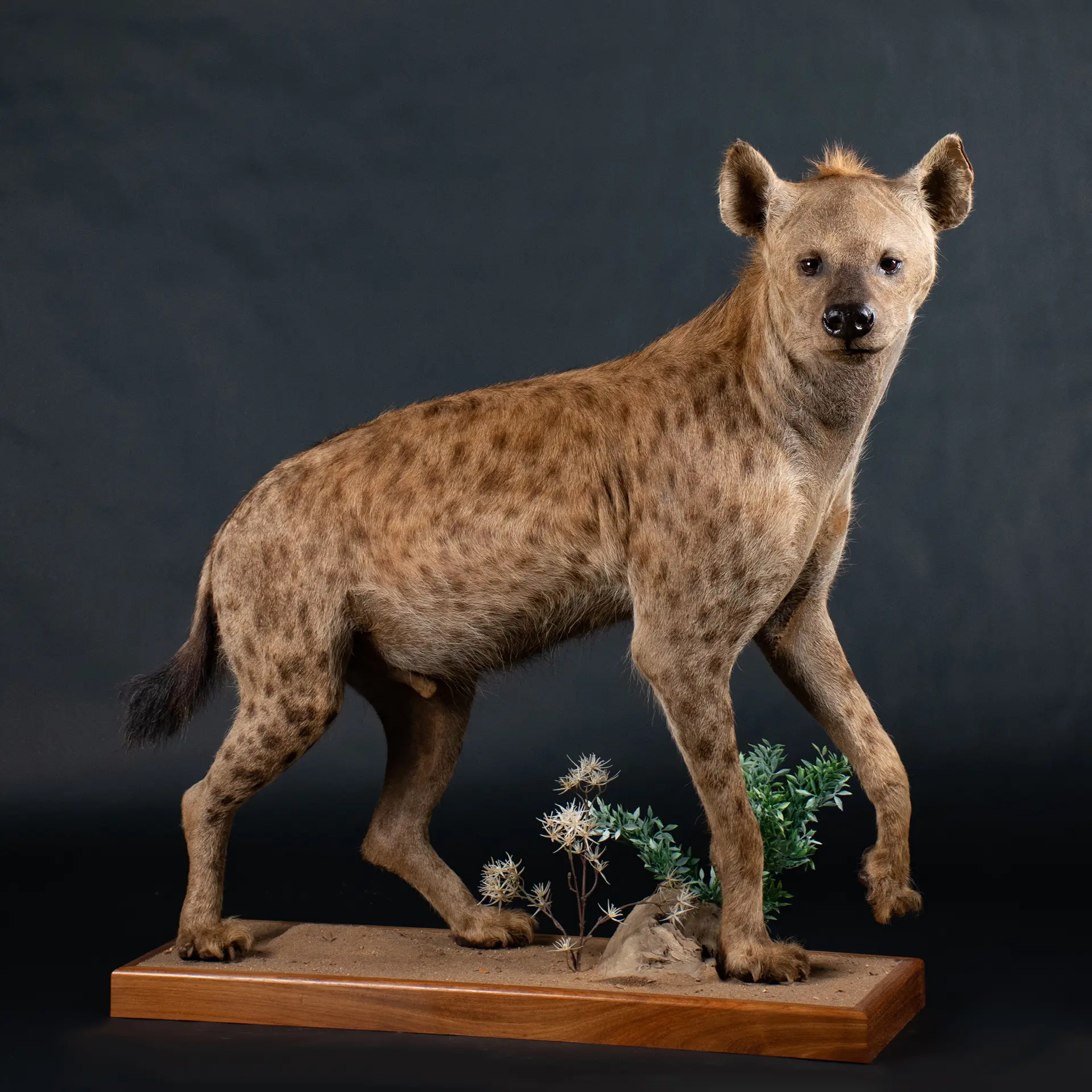 Hyena Spotted full mount — Highveld Taxidermists