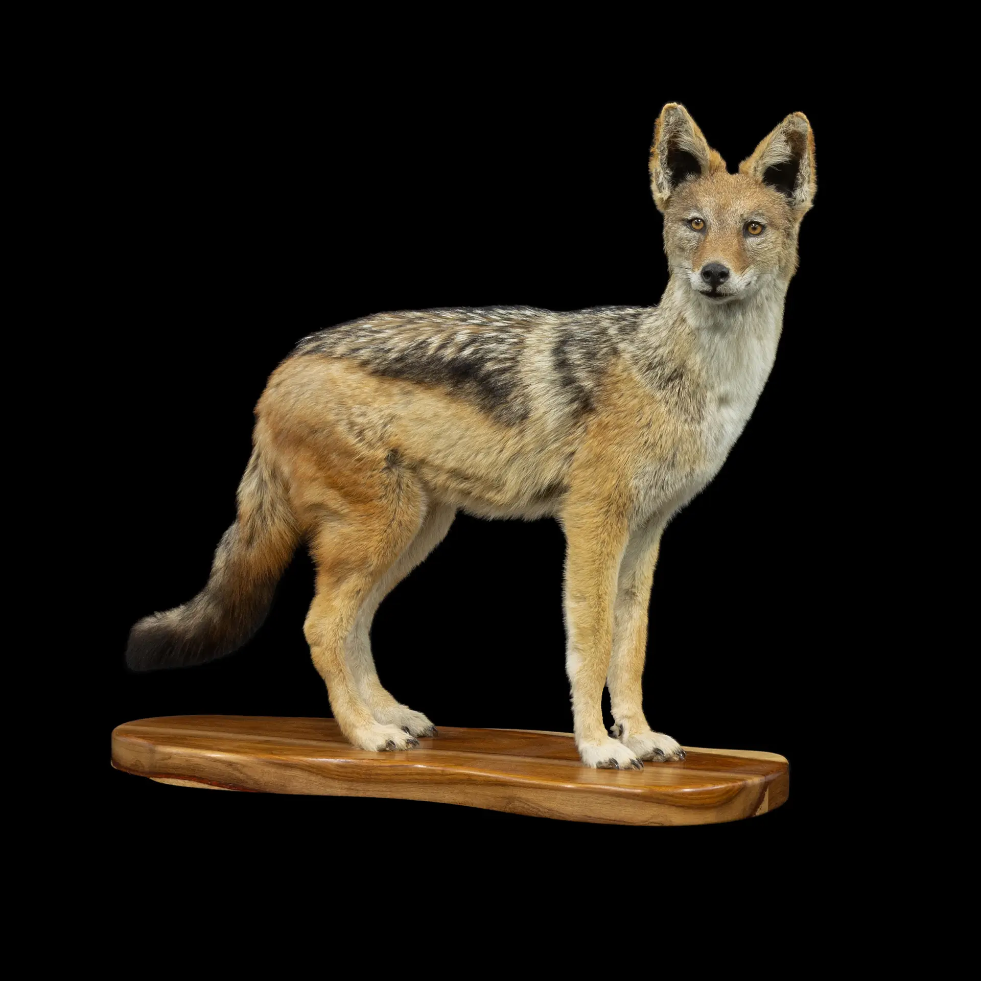 Jackal Standing Wood Base Full — Highveld Taxidermists