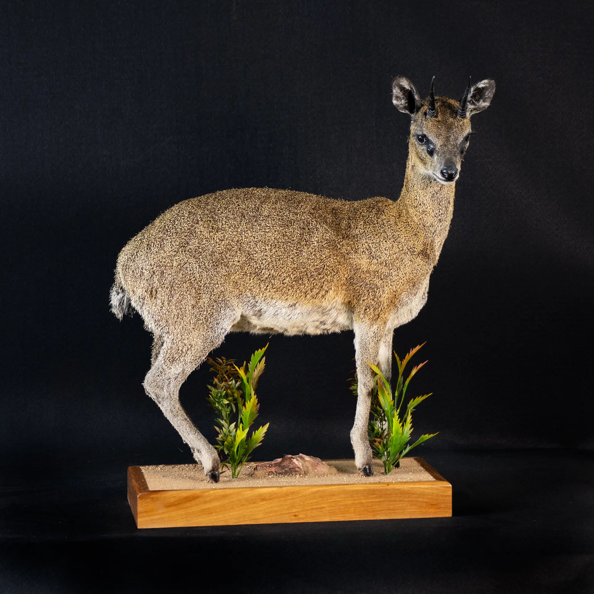 Klipspringer FM Looking Down Full — Highveld Taxidermists