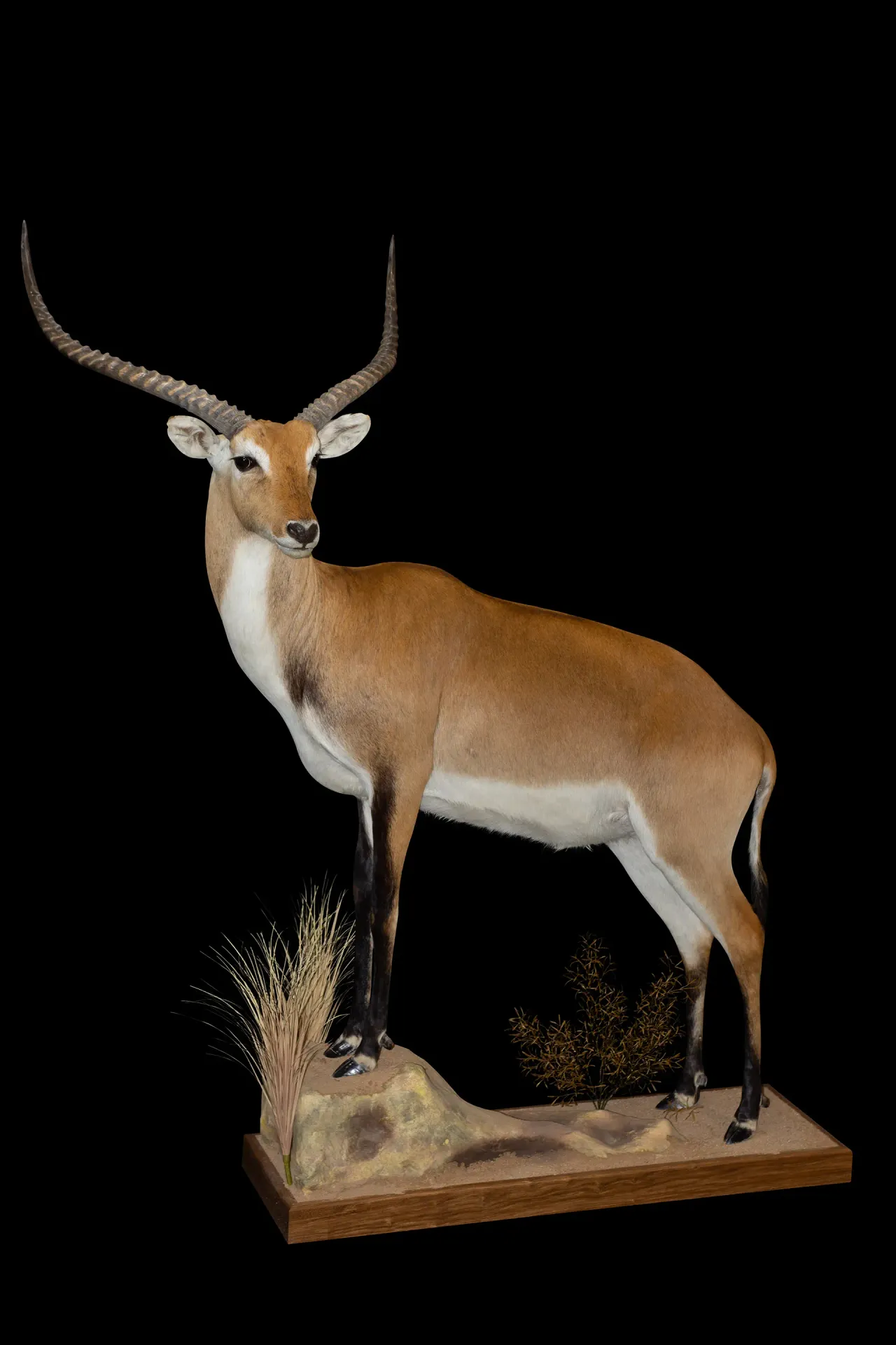 Lechwe Full Elevated — Highveld Taxidermists