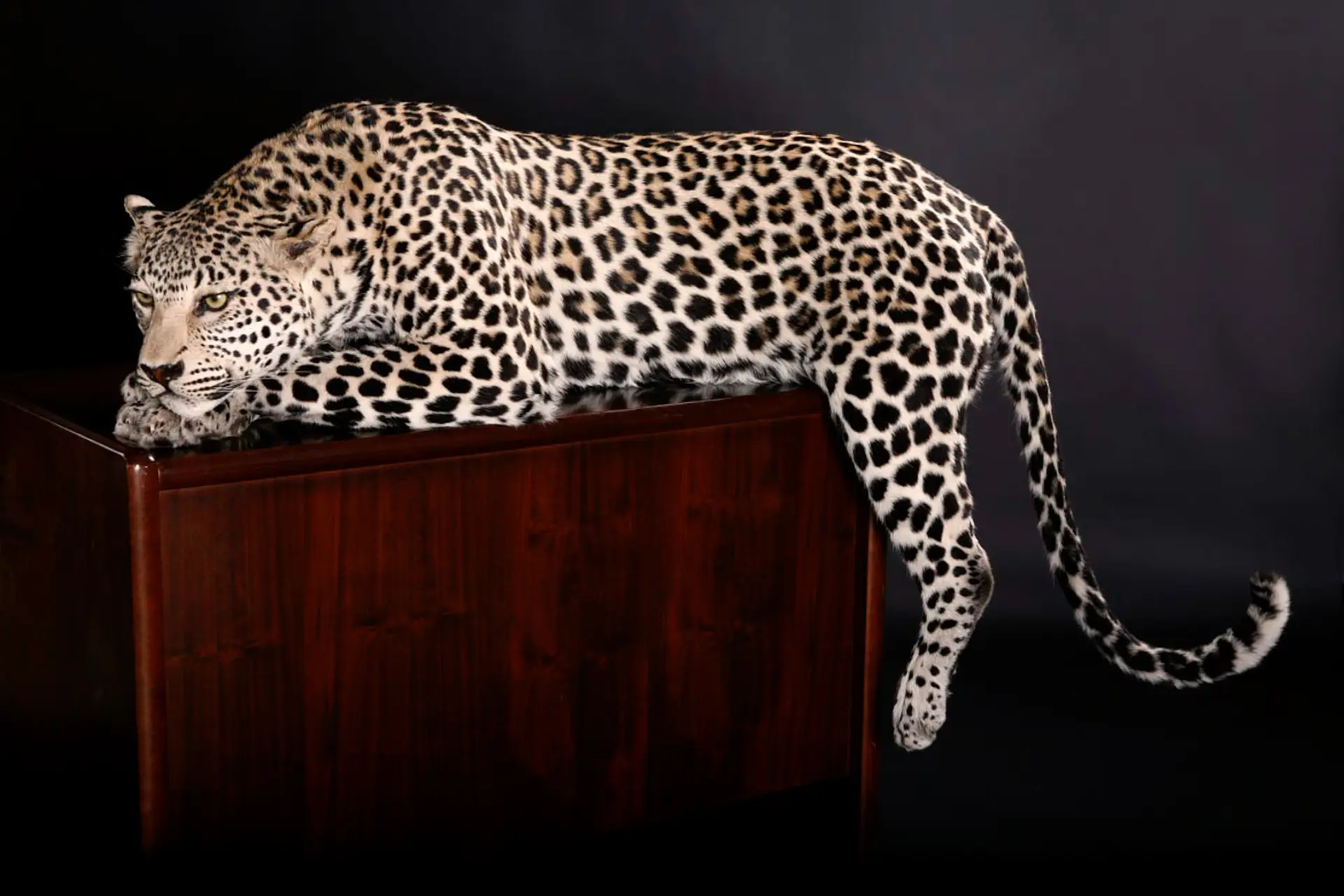 Leopard on desk full mount — Highveld Taxidermists