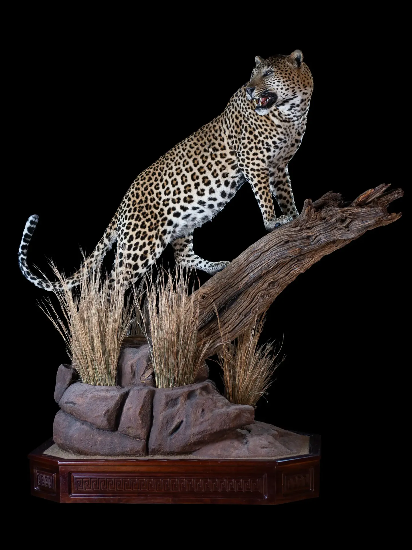 Leopard Branch Habitat Carved full mount — Highveld Taxidermists