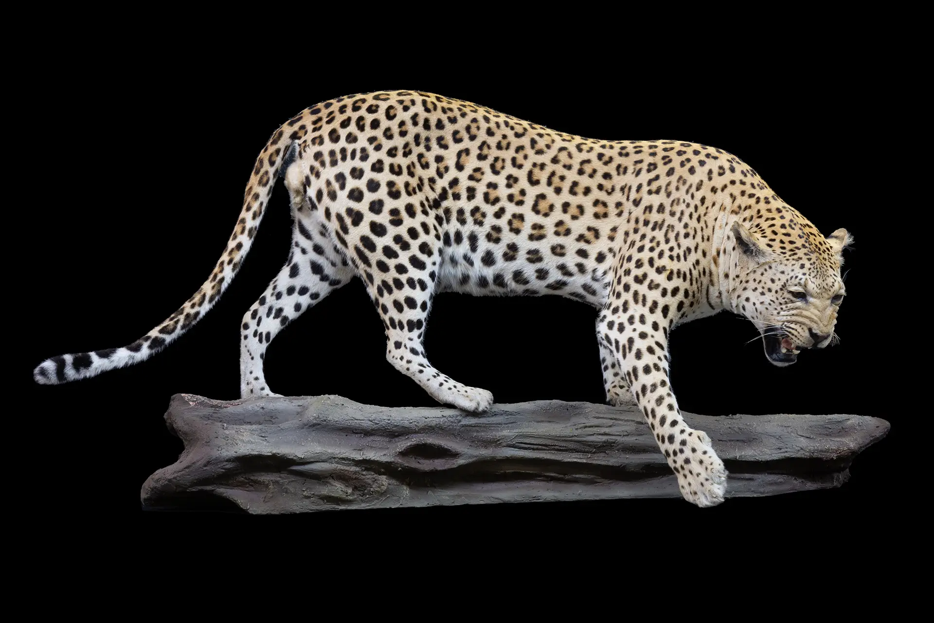 Leopard FM Log Swipe 1 — Highveld Taxidermists