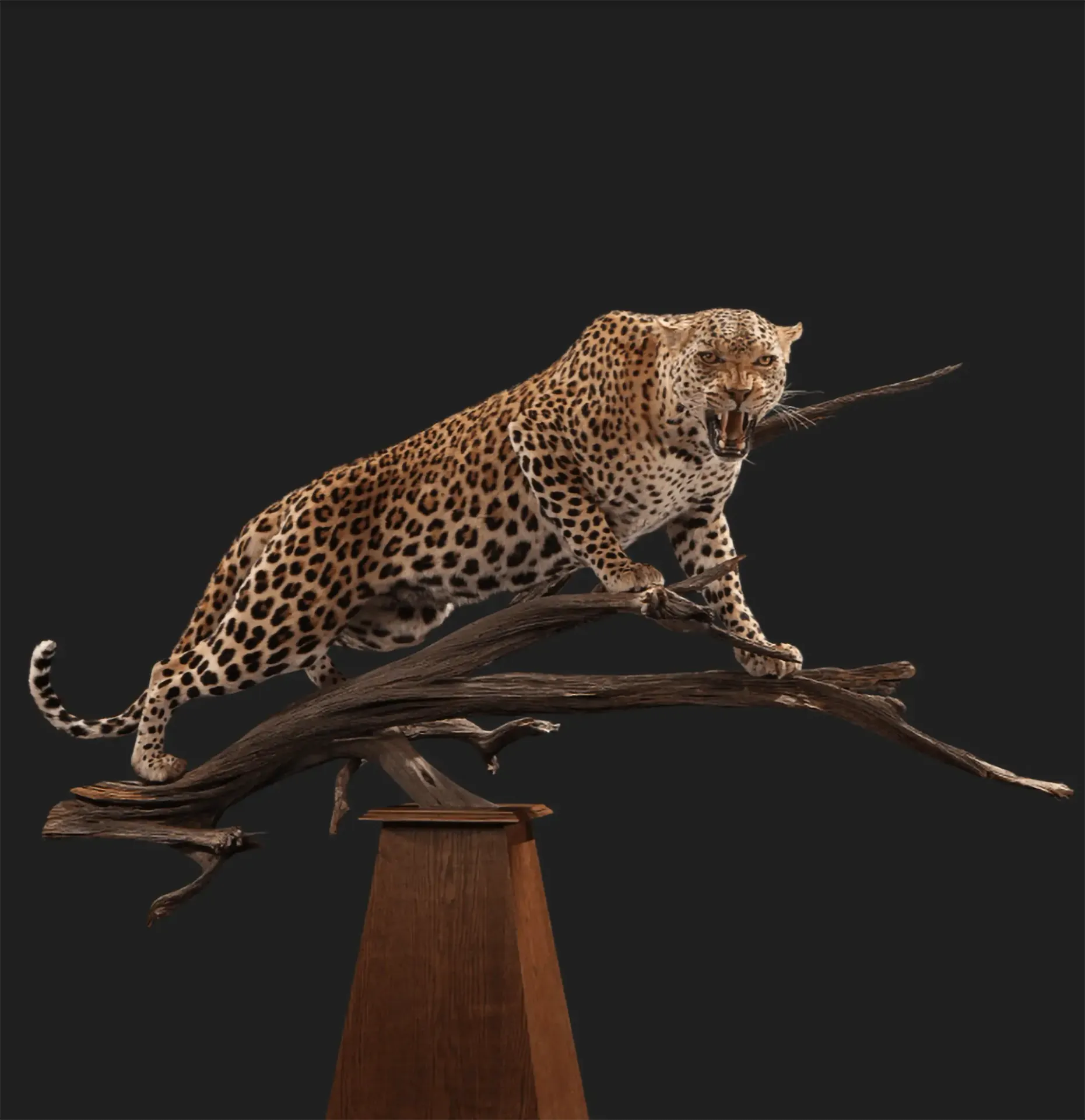 Leopard Pose full mount — Highveld Taxidermists