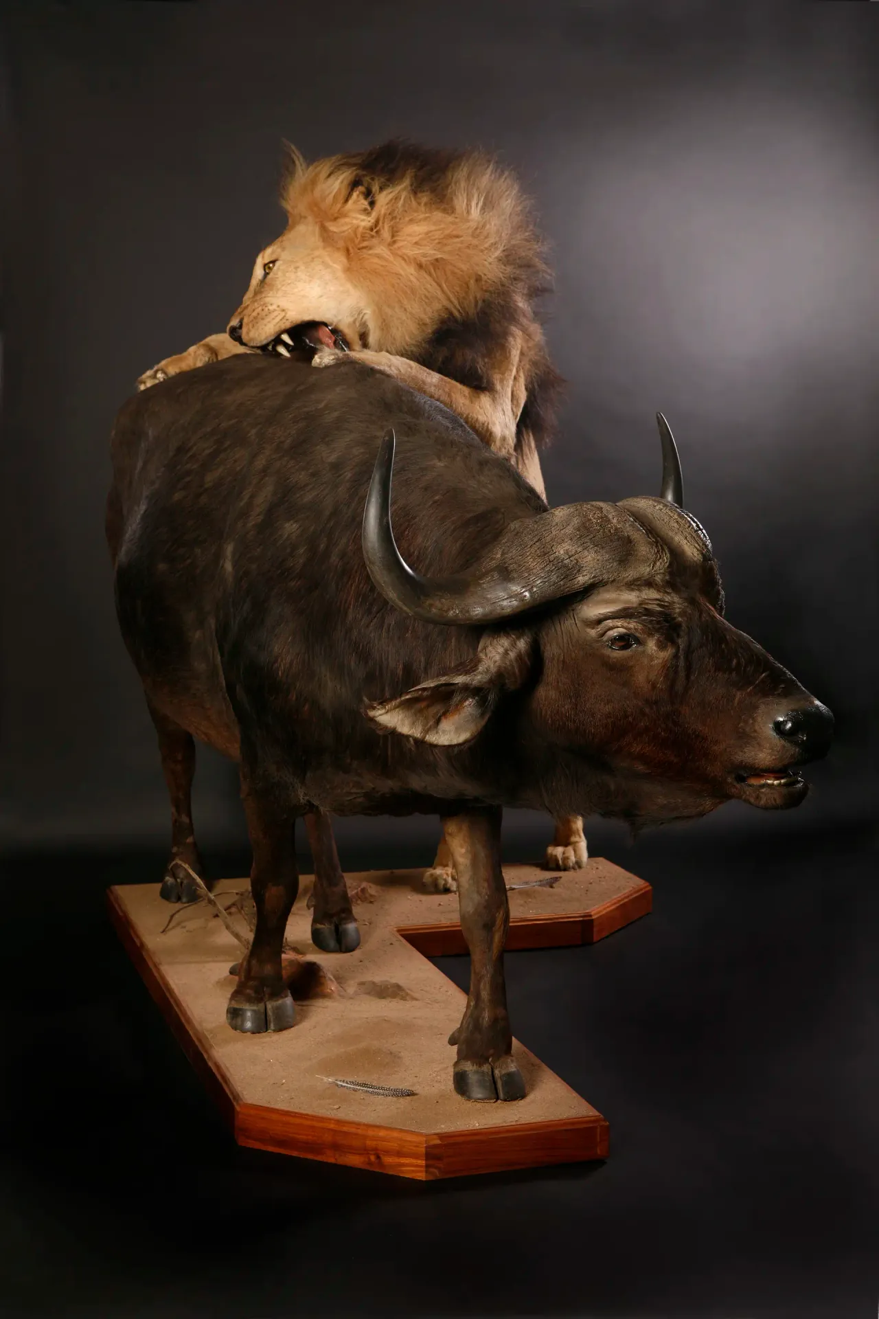 Lion and Buffalo scene full mount — Highveld Taxidermists