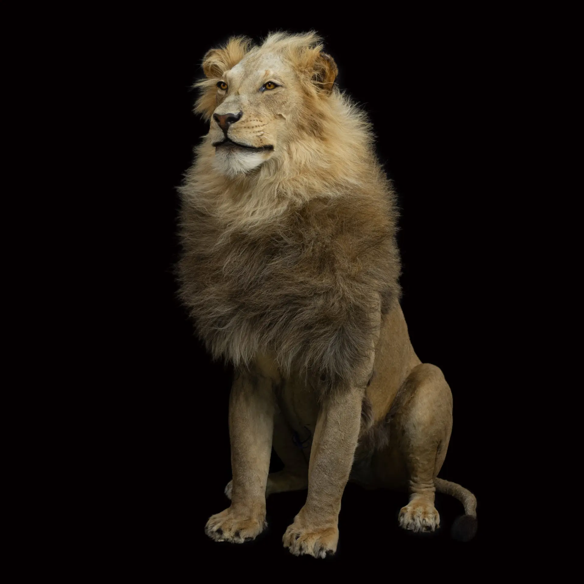 Lion Sitting Front full mount — Highveld Taxidermists