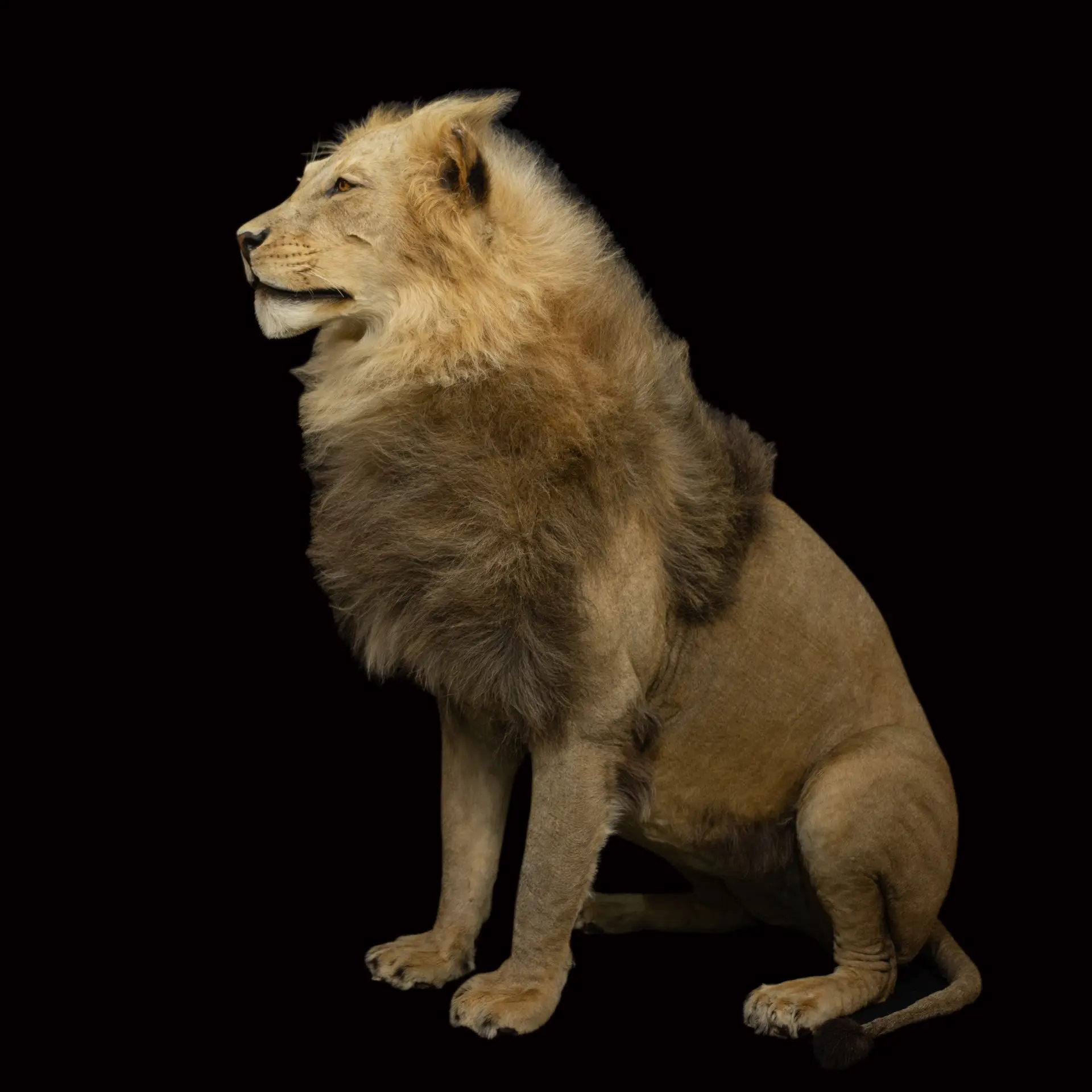 Lion Sitting Side full mount — Highveld Taxidermists