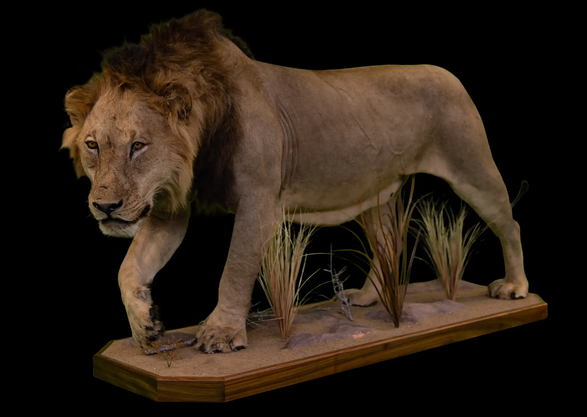 Lion Stalking full mount — Highveld Taxidermists