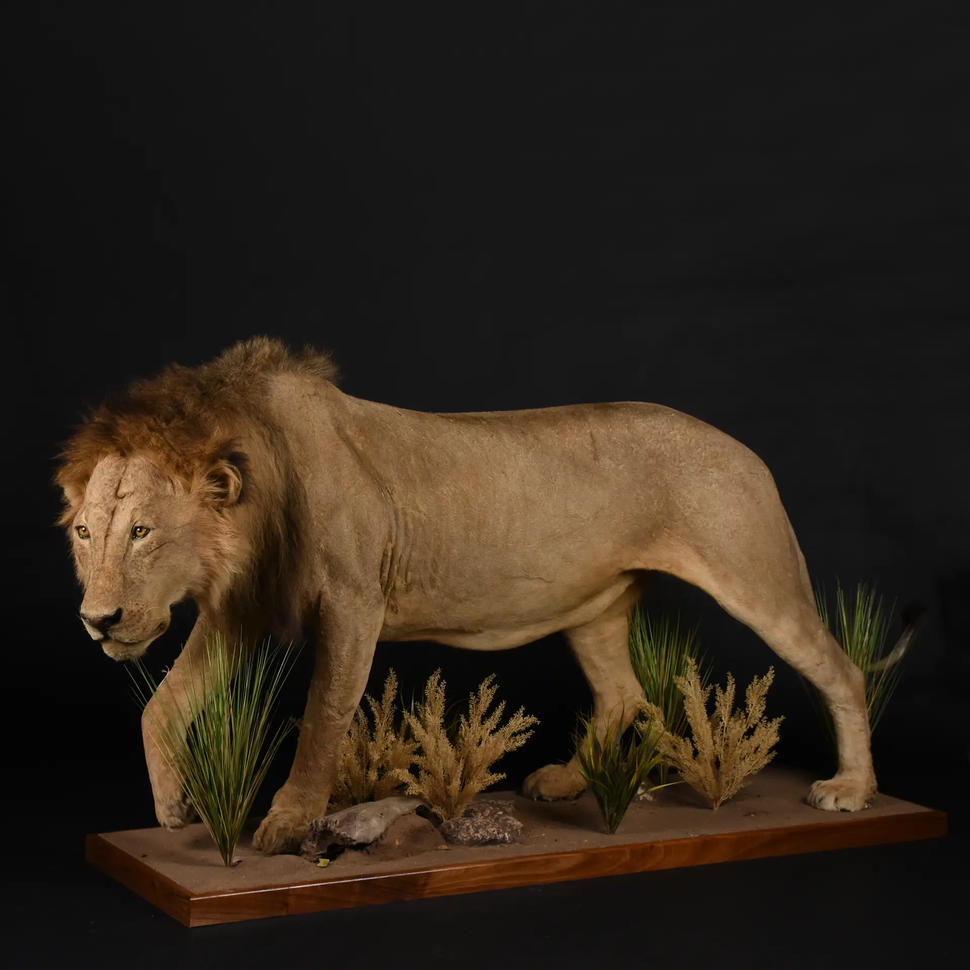 Lion Stalking Fullmount — Highveld Taxidermists