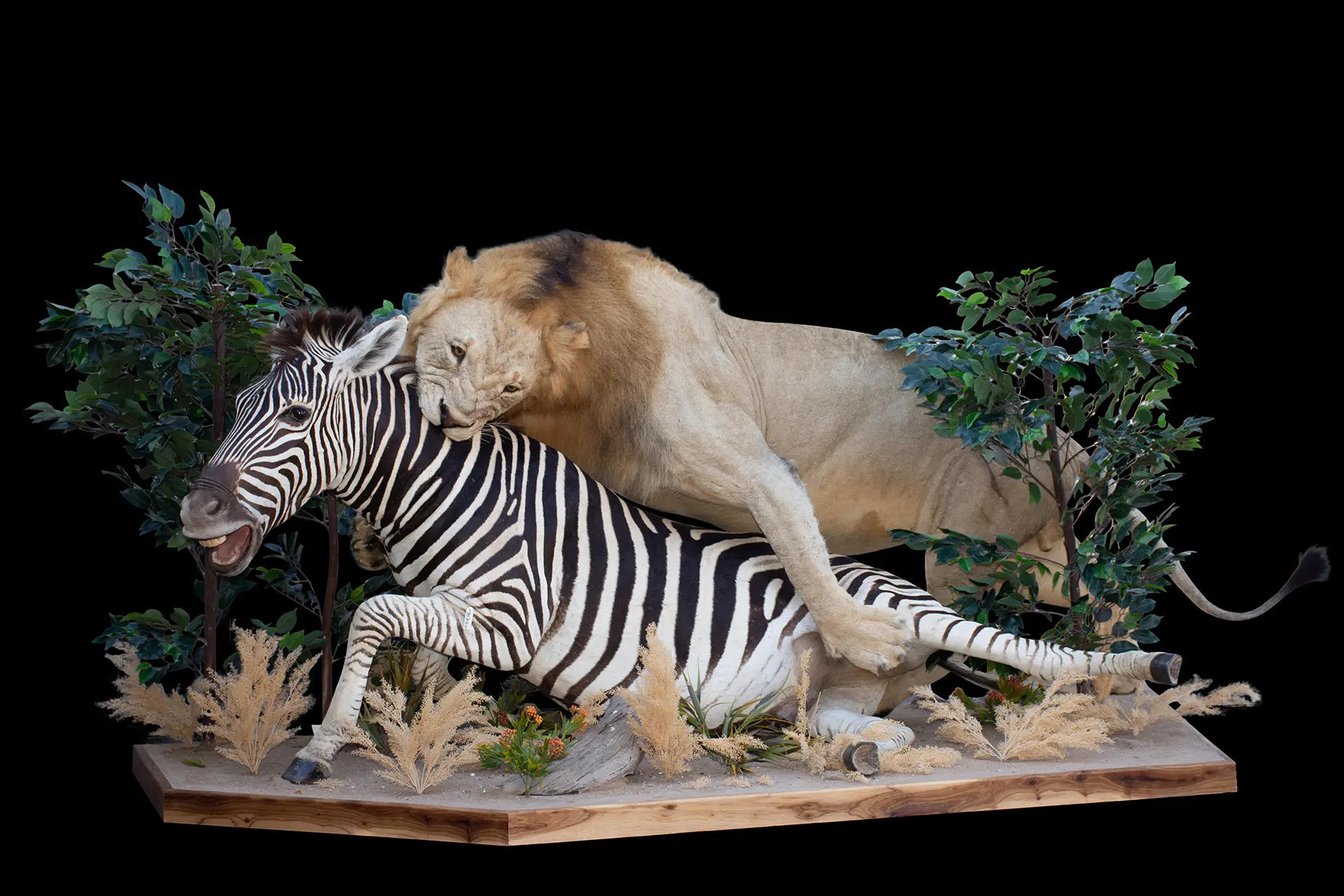 Lion Zebra full mount — Highveld Taxidermists