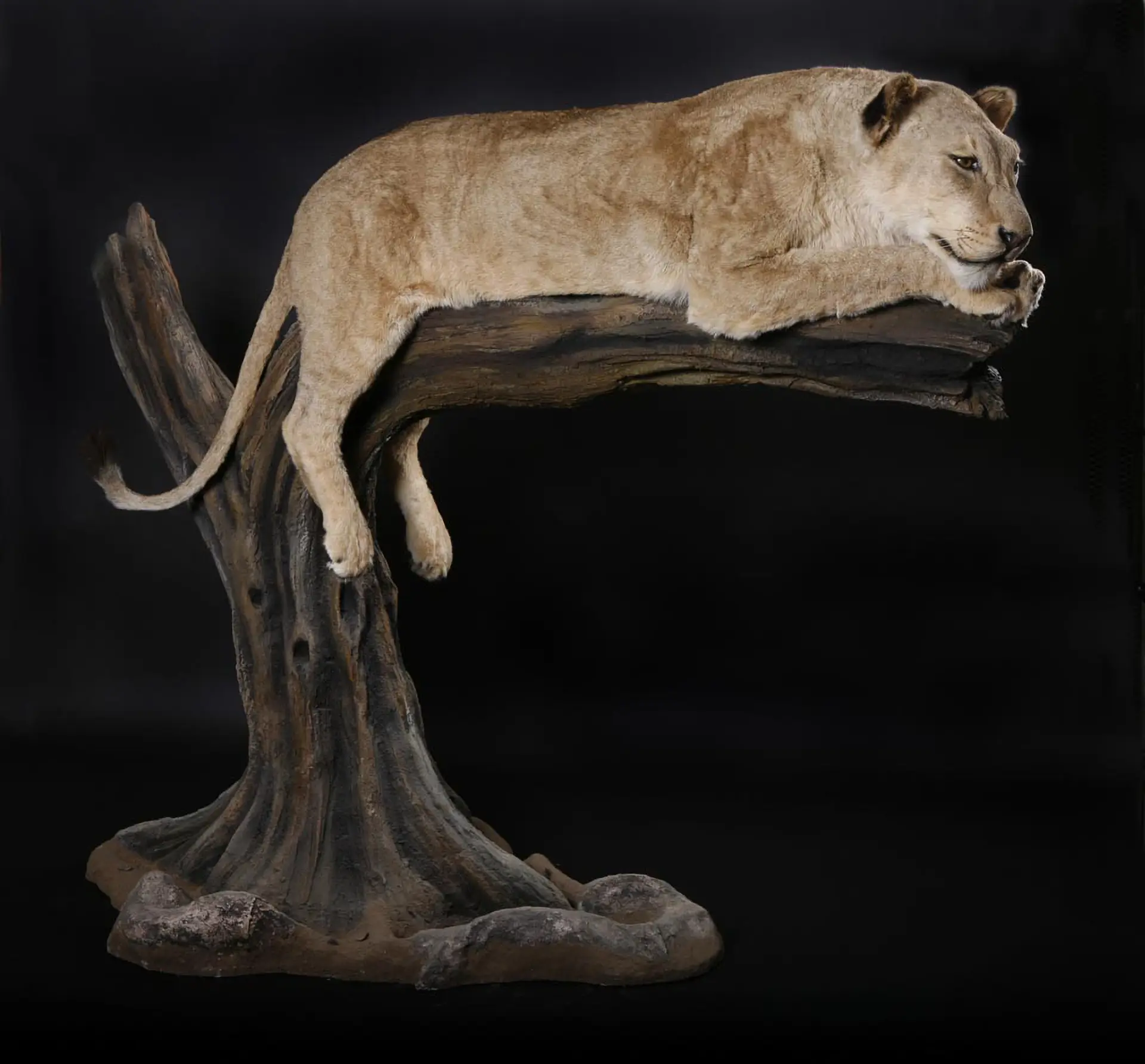 Lioness in tree2 full mount — Highveld Taxidermists