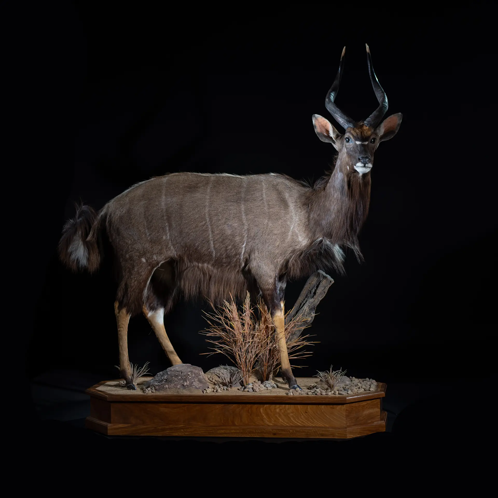 Nyala Standing Habitat Base Side full mount — Highveld Taxidermists