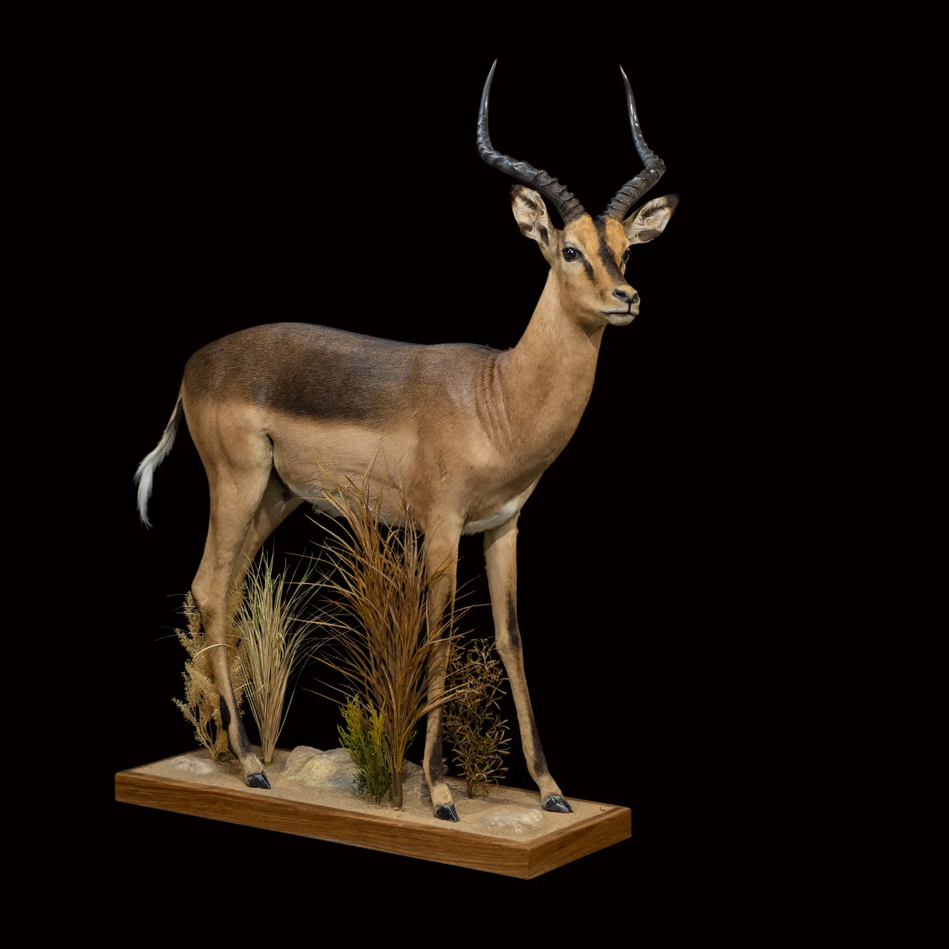 Saddleback Impala full mount — Highveld Taxidermists