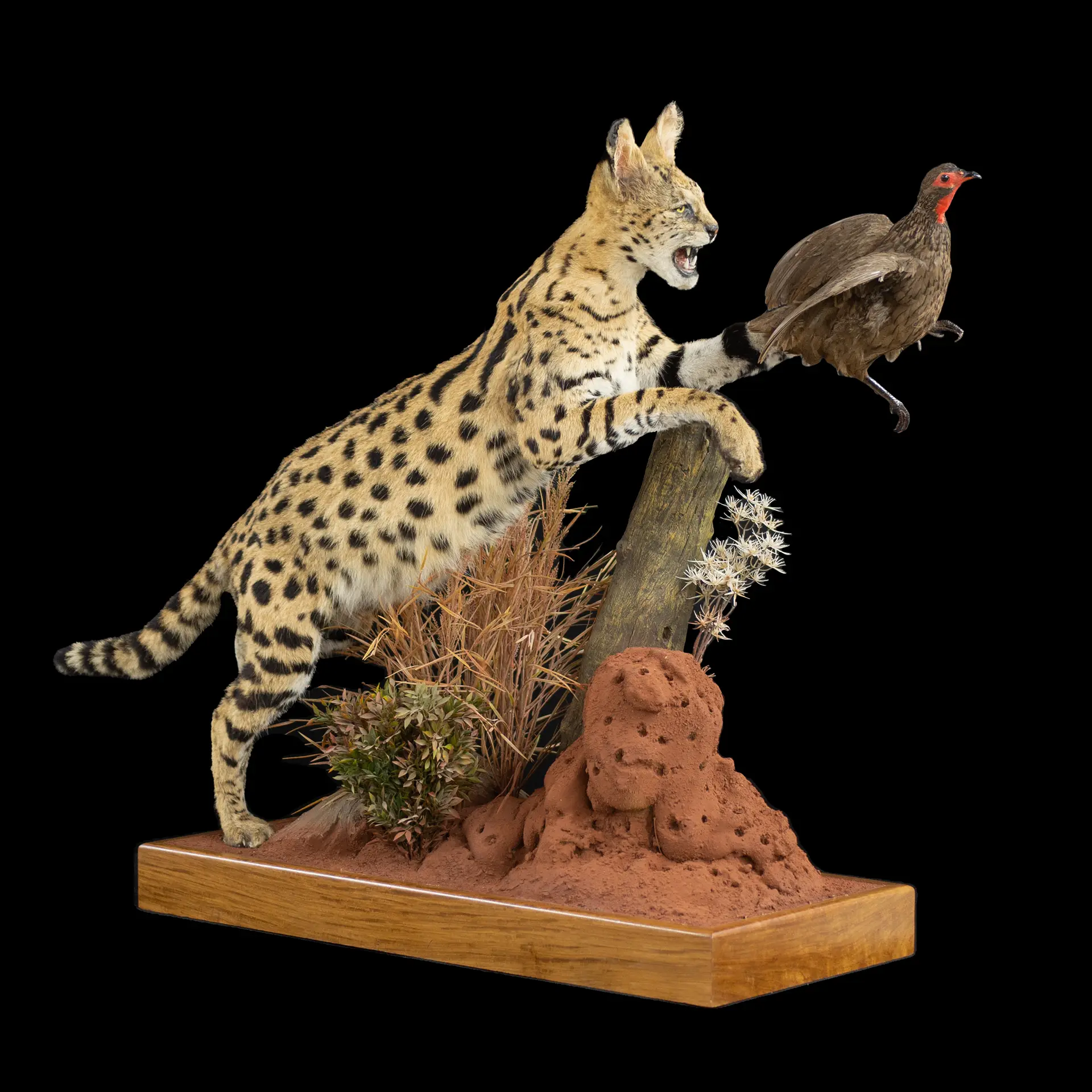 Serval Francolin Habitat full — Highveld Taxidermists