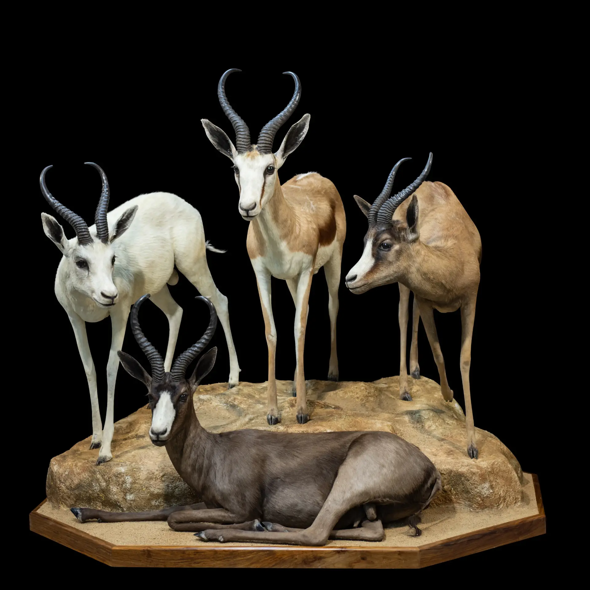 Springbok Slam Full — Highveld Taxidermists