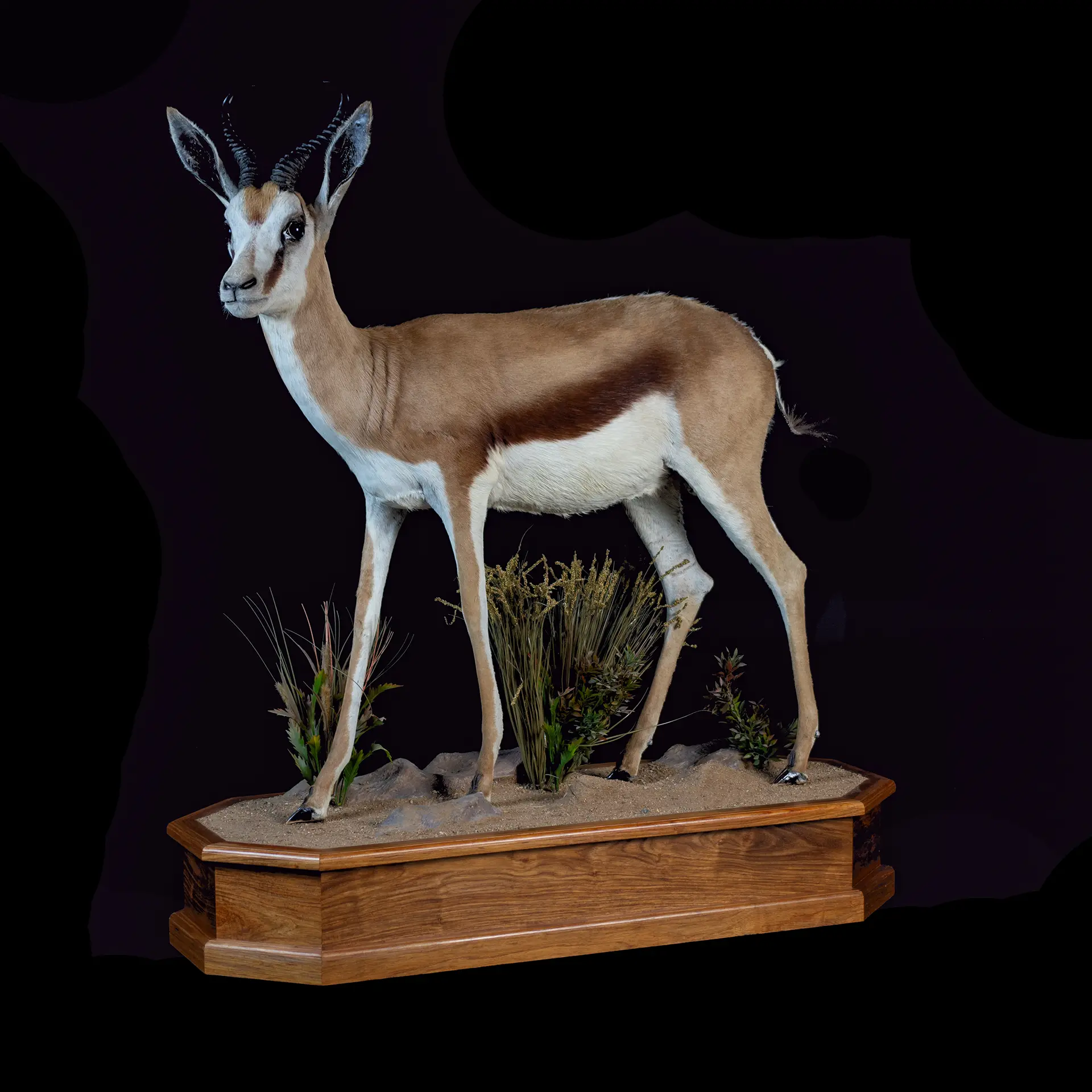 Springbok Walking Museum full mount — Highveld Taxidermists