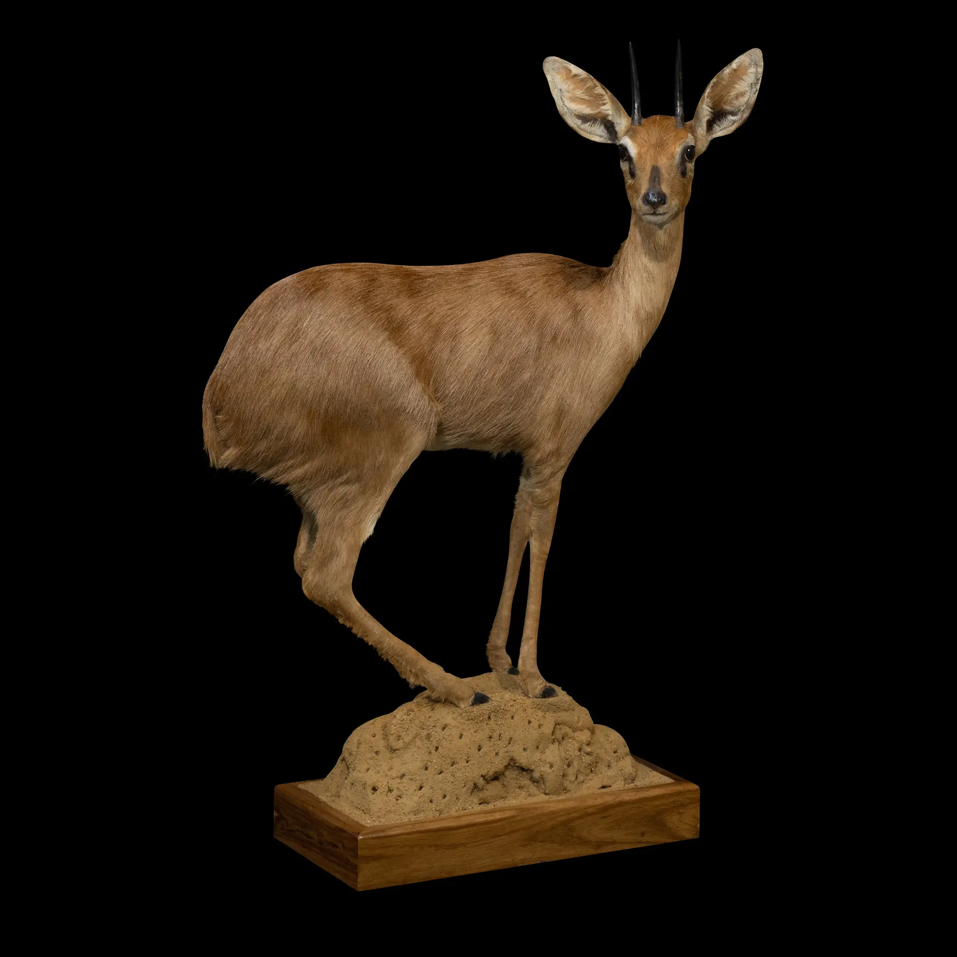 Steenbok Rock full mount — Highveld Taxidermists