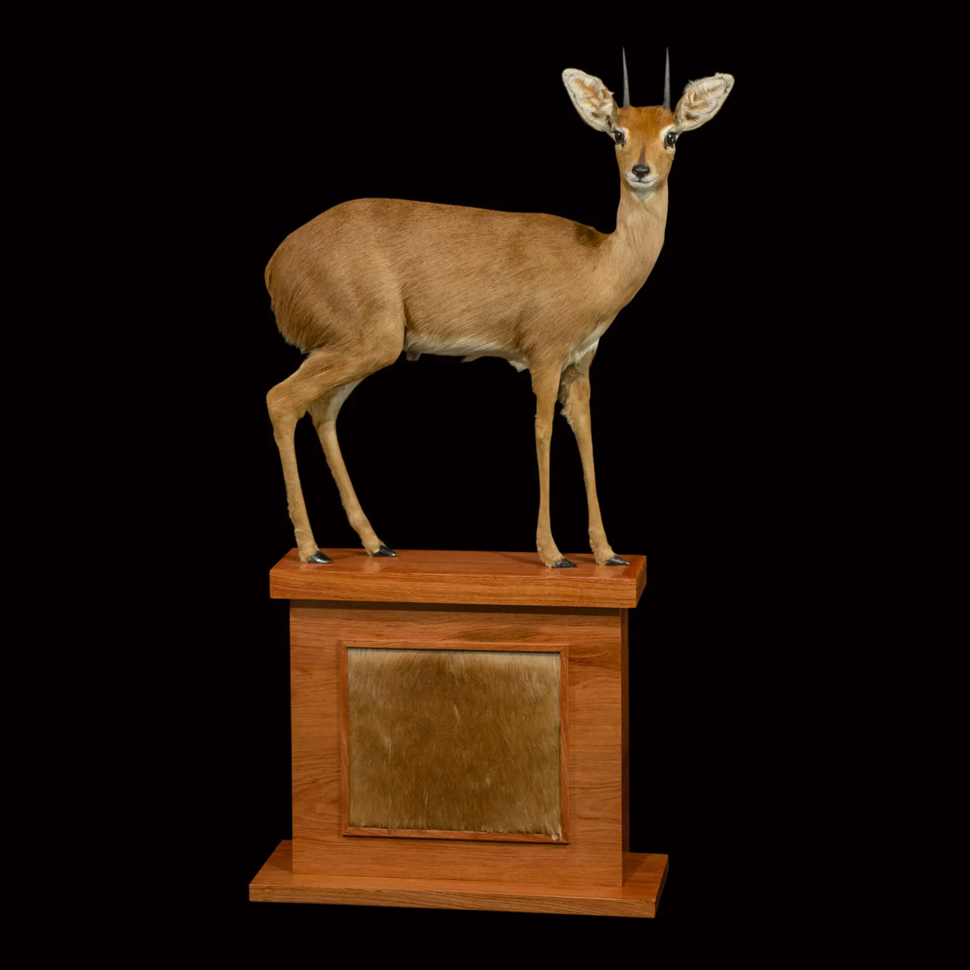 Steenbok Rosewood Base full mount — Highveld Taxidermists
