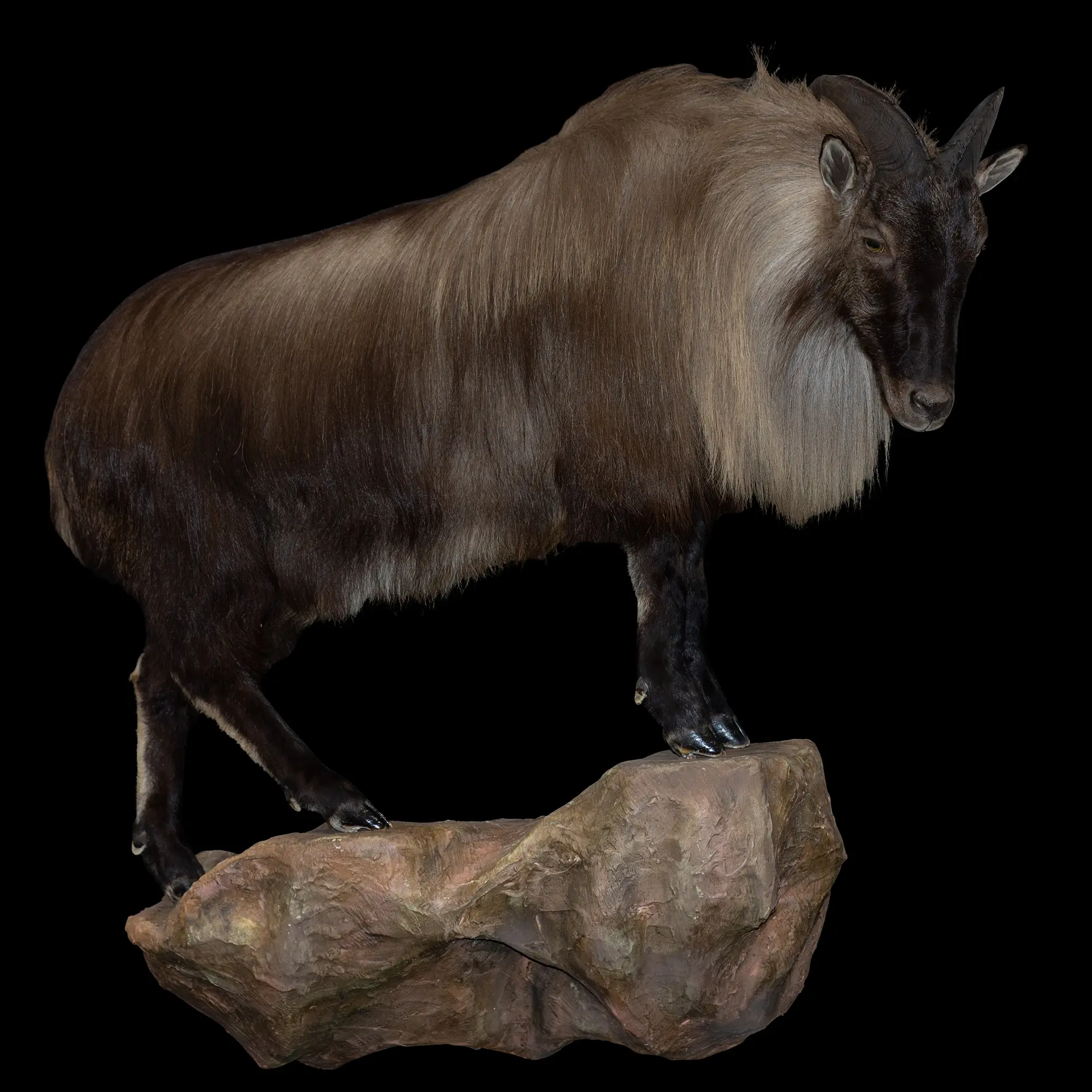 Tahr Rock Base full mount — Highveld Taxidermists