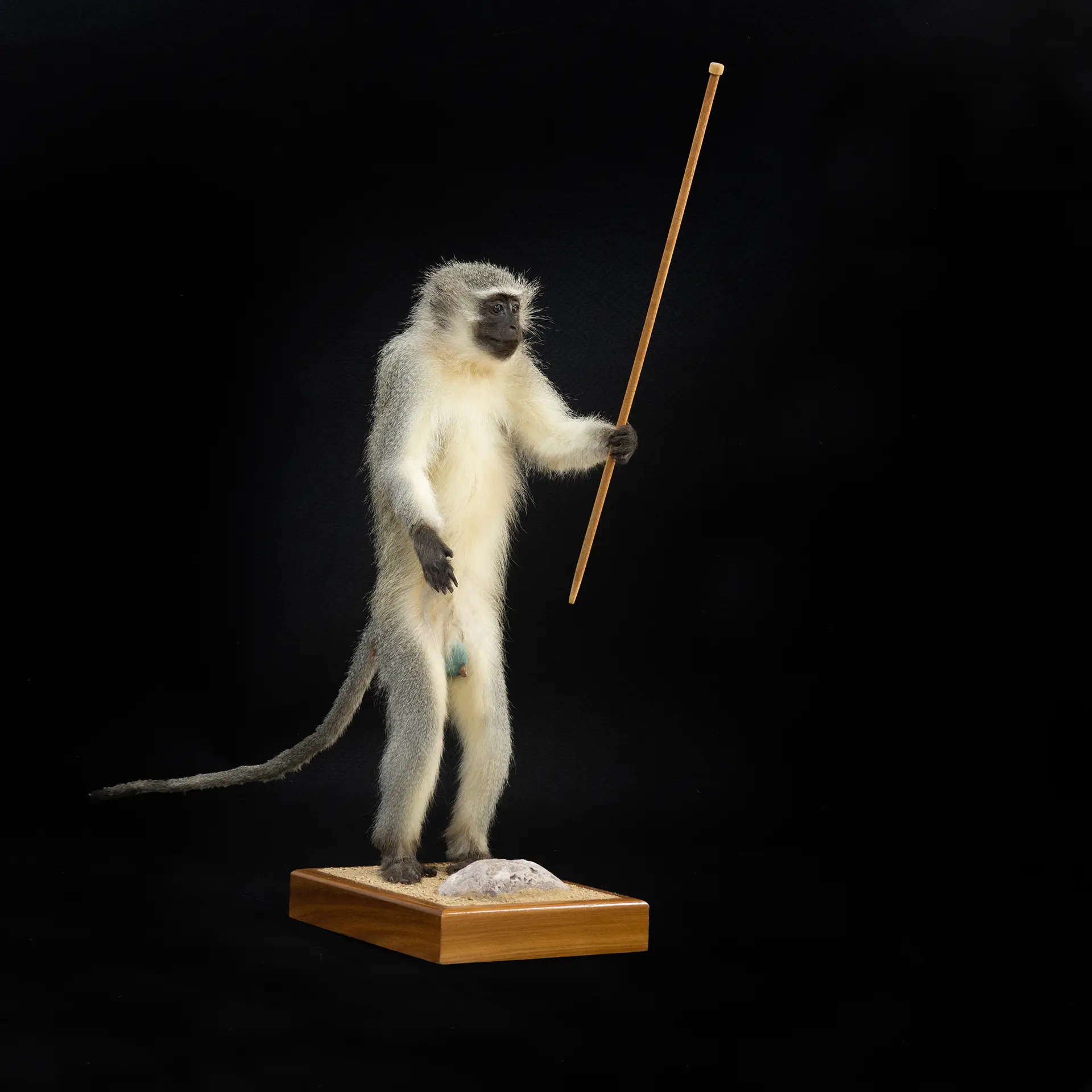 Vervet Stick Standing full mount — Highveld Taxidermists