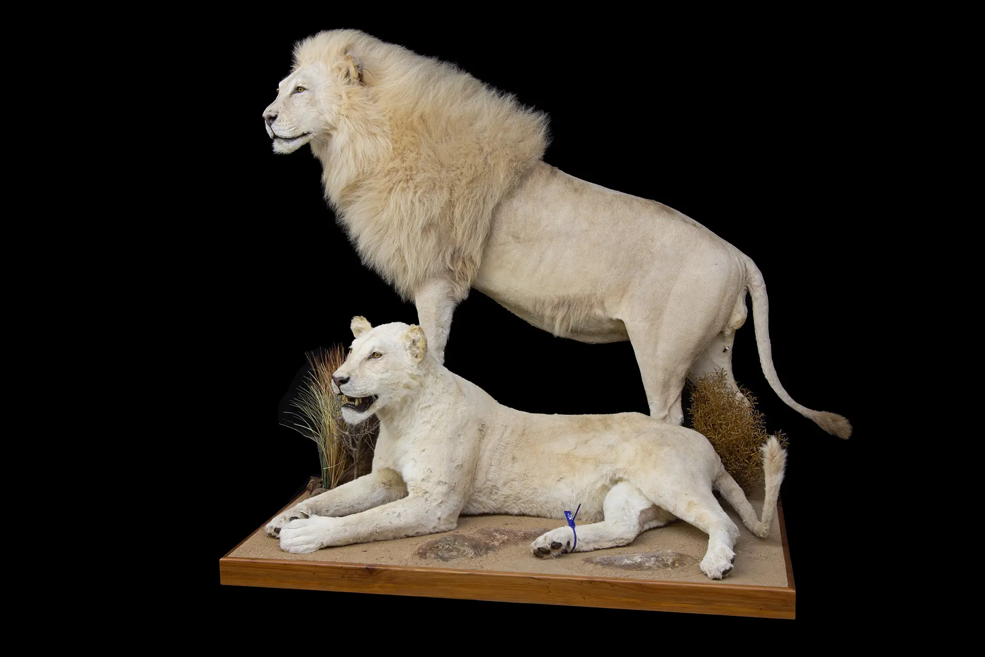 White Lion Male Female full mount — Highveld Taxidermists
