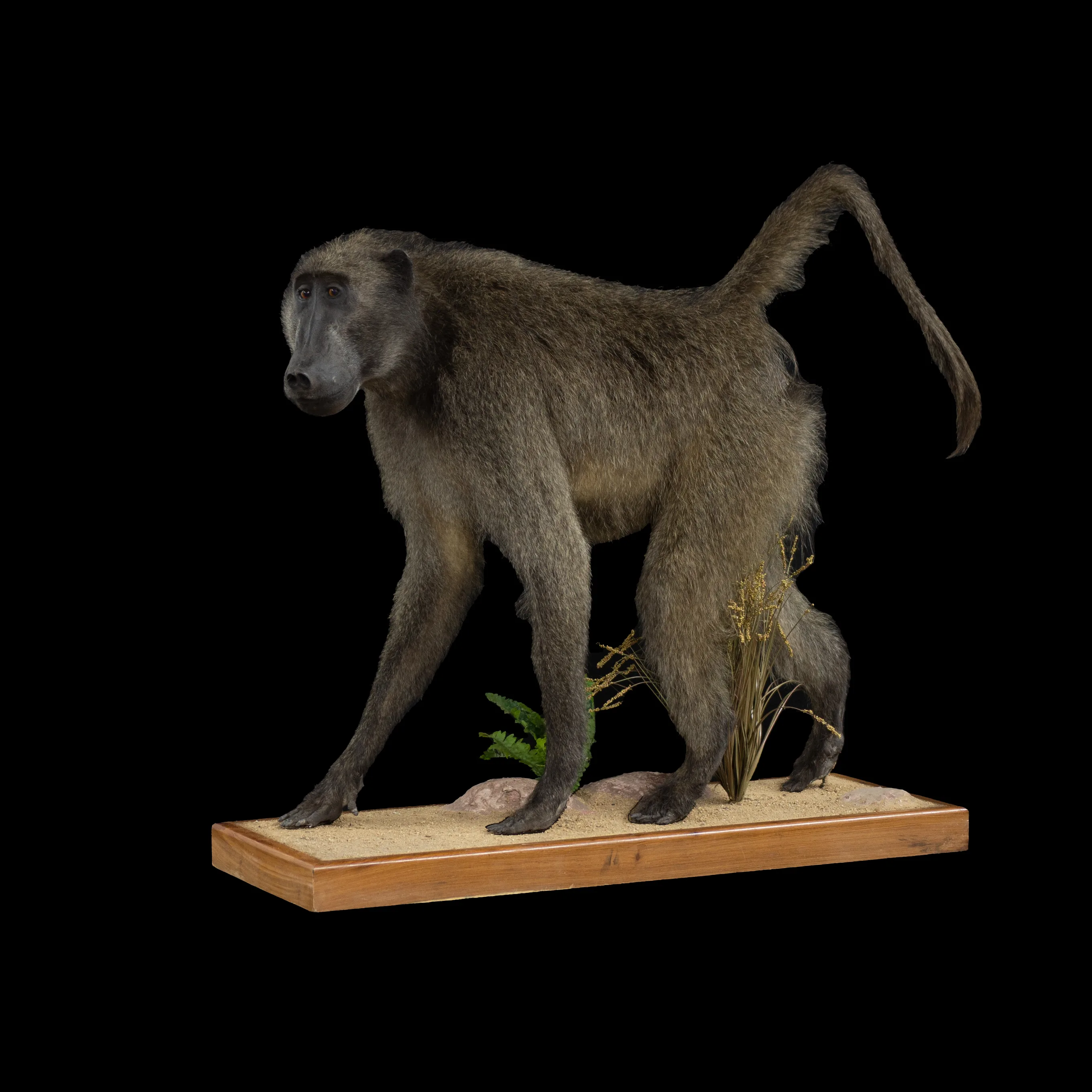 Baboon Fullmount Walking Museum full — Highveld Taxidermists