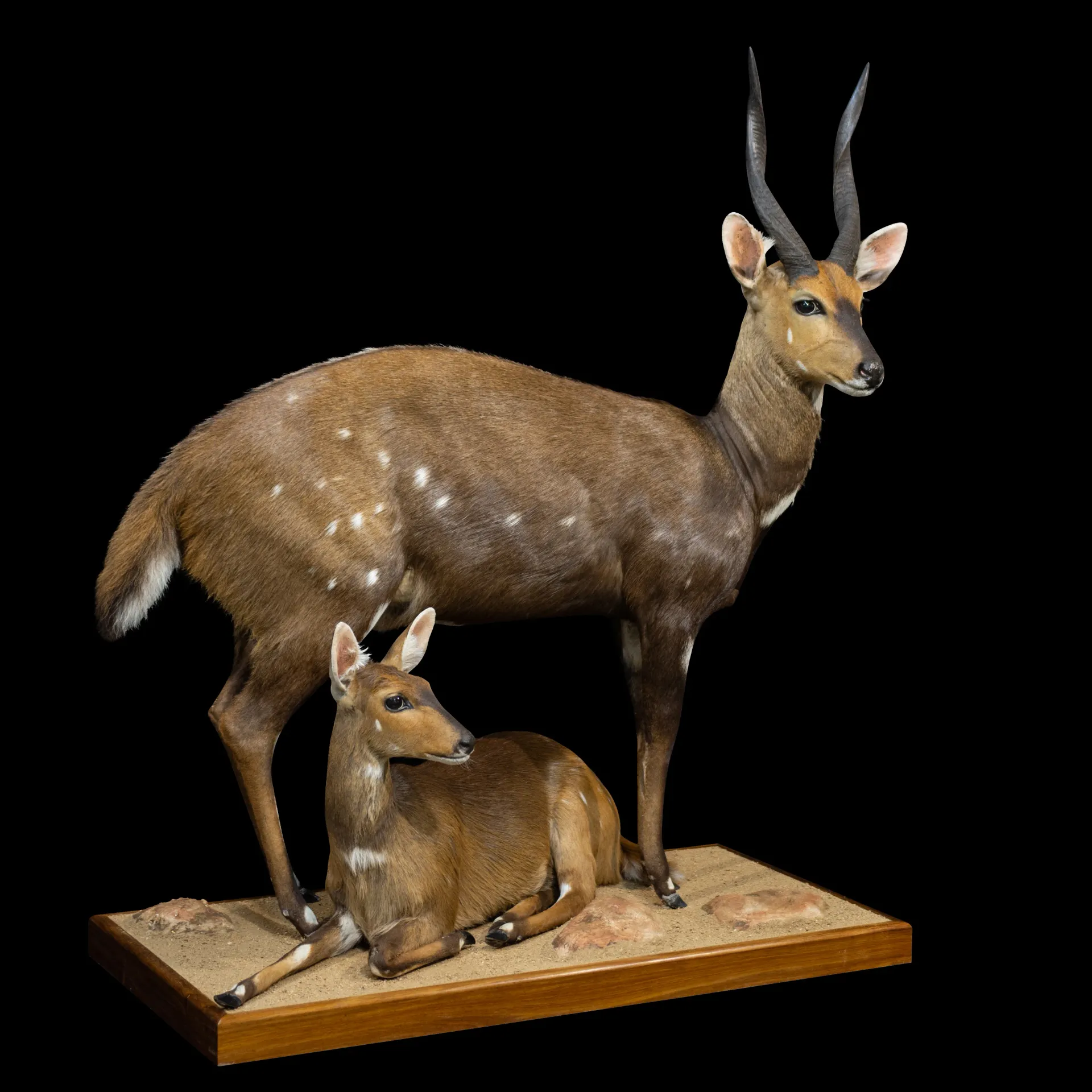 Bushbuck MF Combo full mount — Highveld Taxidermists