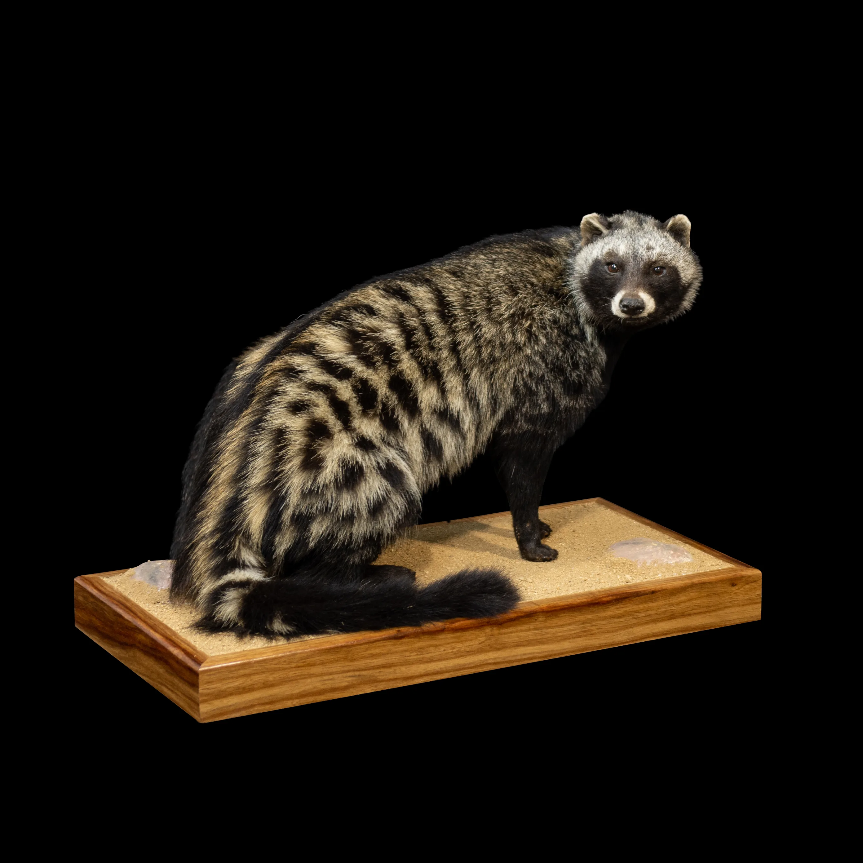 Civet Museum Base — Highveld Taxidermists