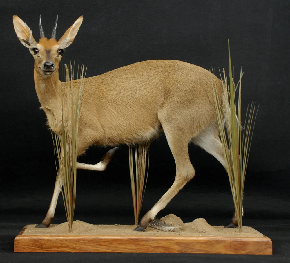 Duiker museum — Highveld Taxidermists