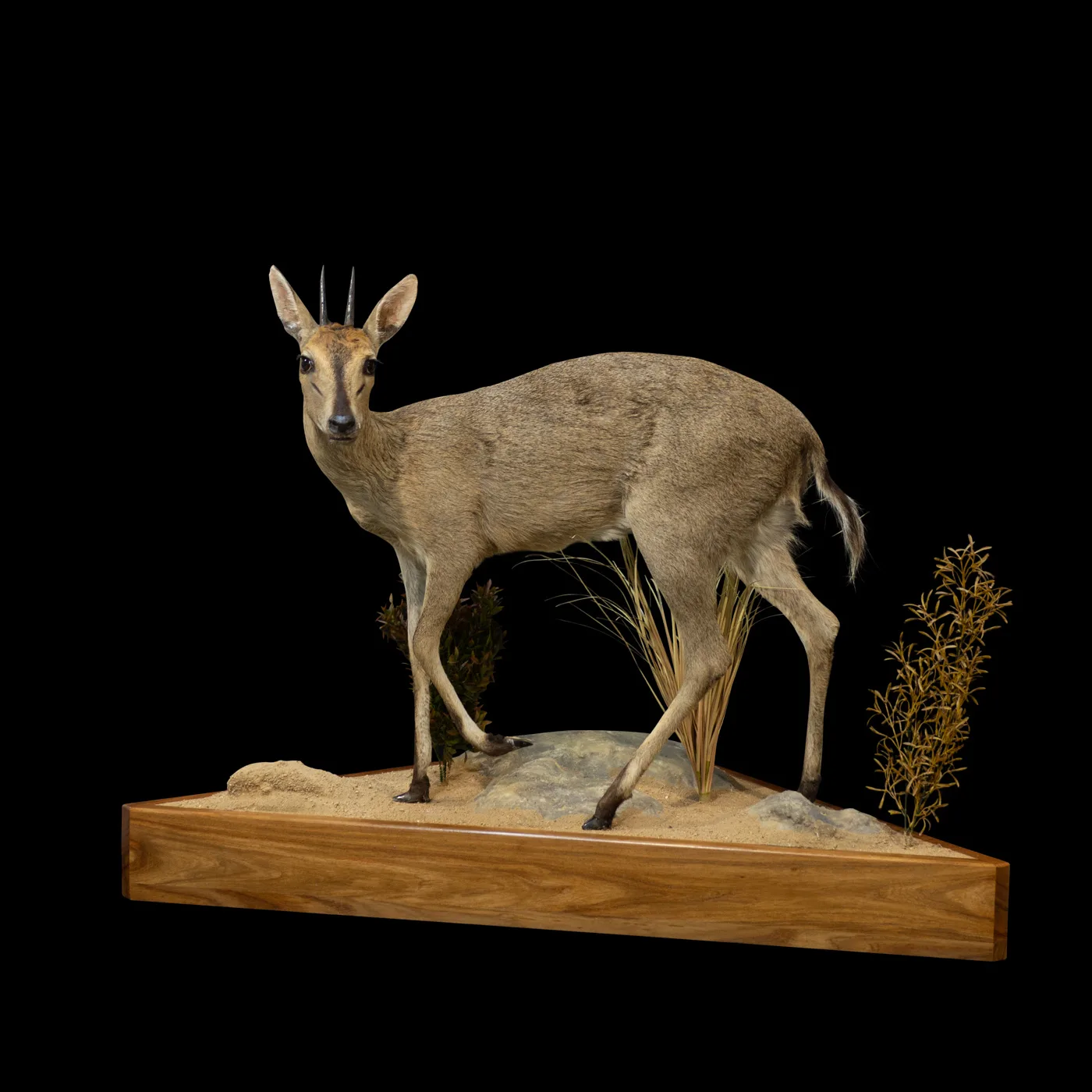 Duiker Corner Wallbase — Highveld Taxidermists