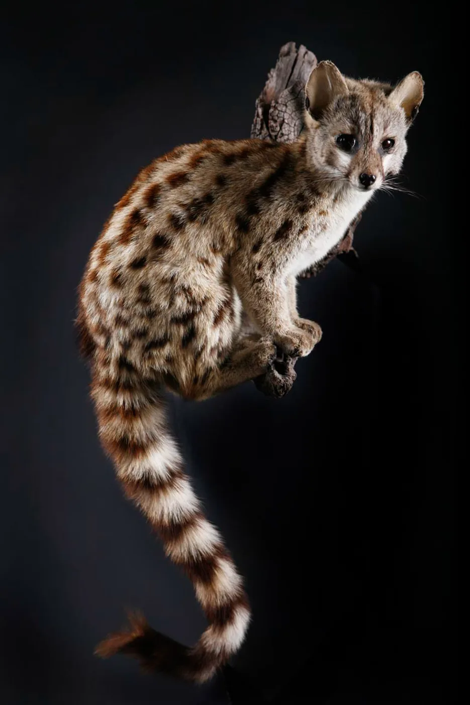 Genet Branch — Highveld Taxidermists