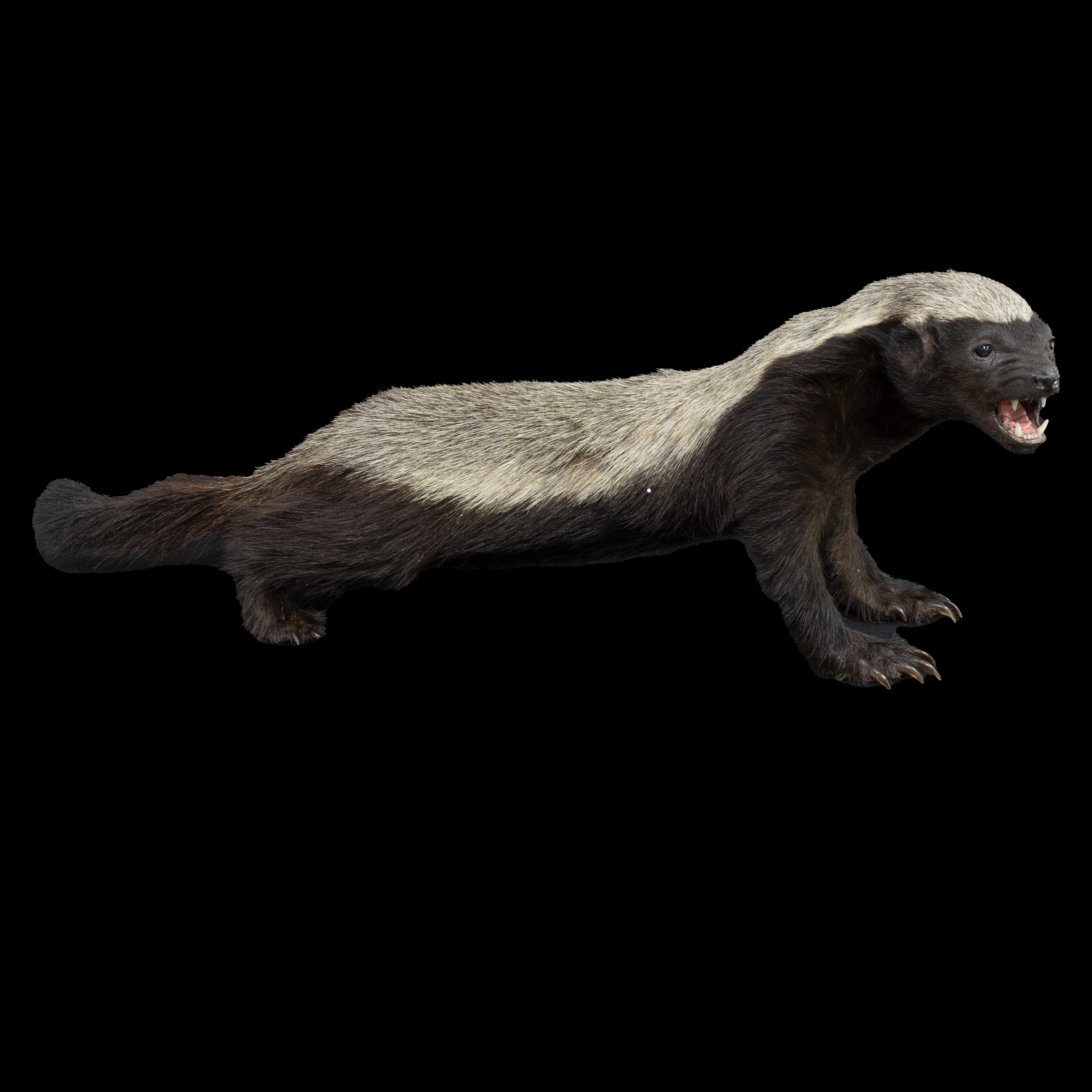 Honey Badger Full — Highveld Taxidermists