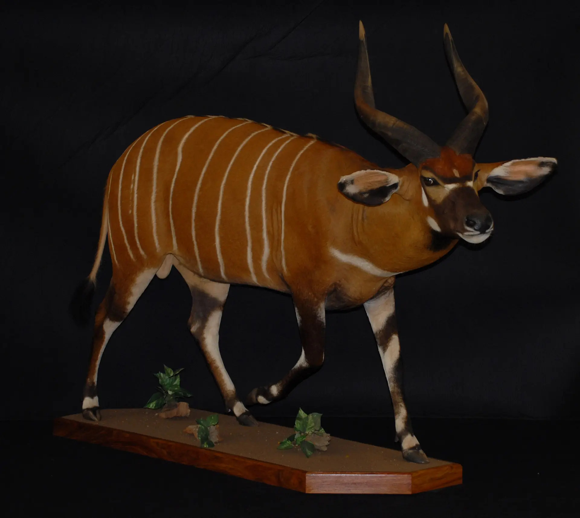 Bongo FM — Highveld Taxidermists