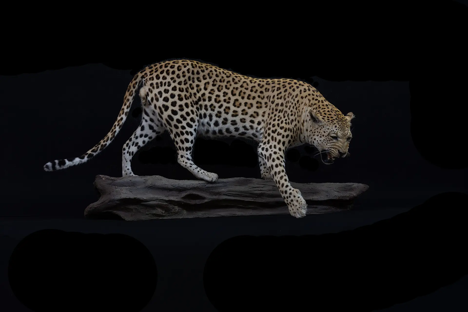 Leopard Swipe Log full — Highveld Taxidermists
