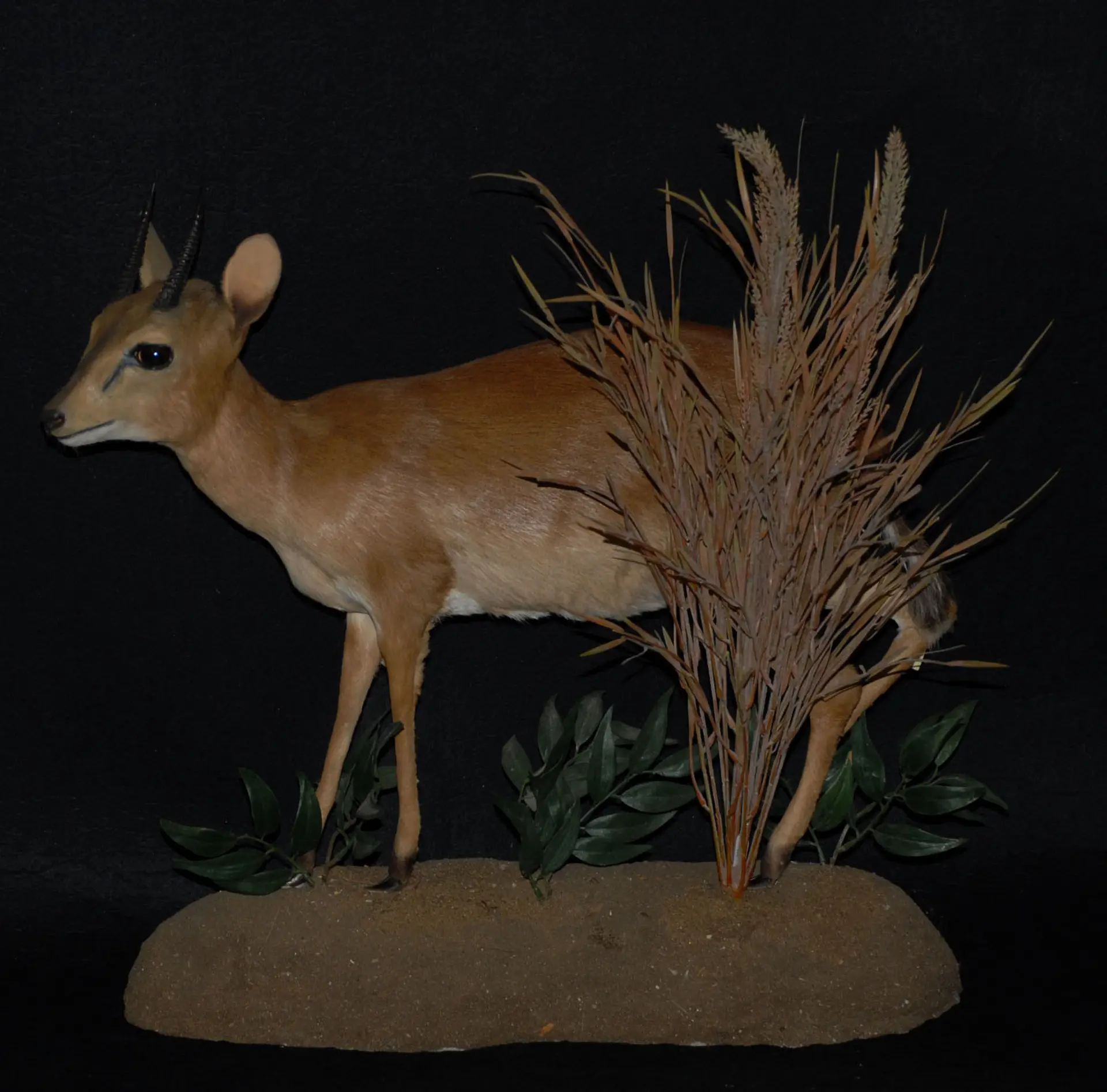 Suni full mount — Highveld Taxidermists