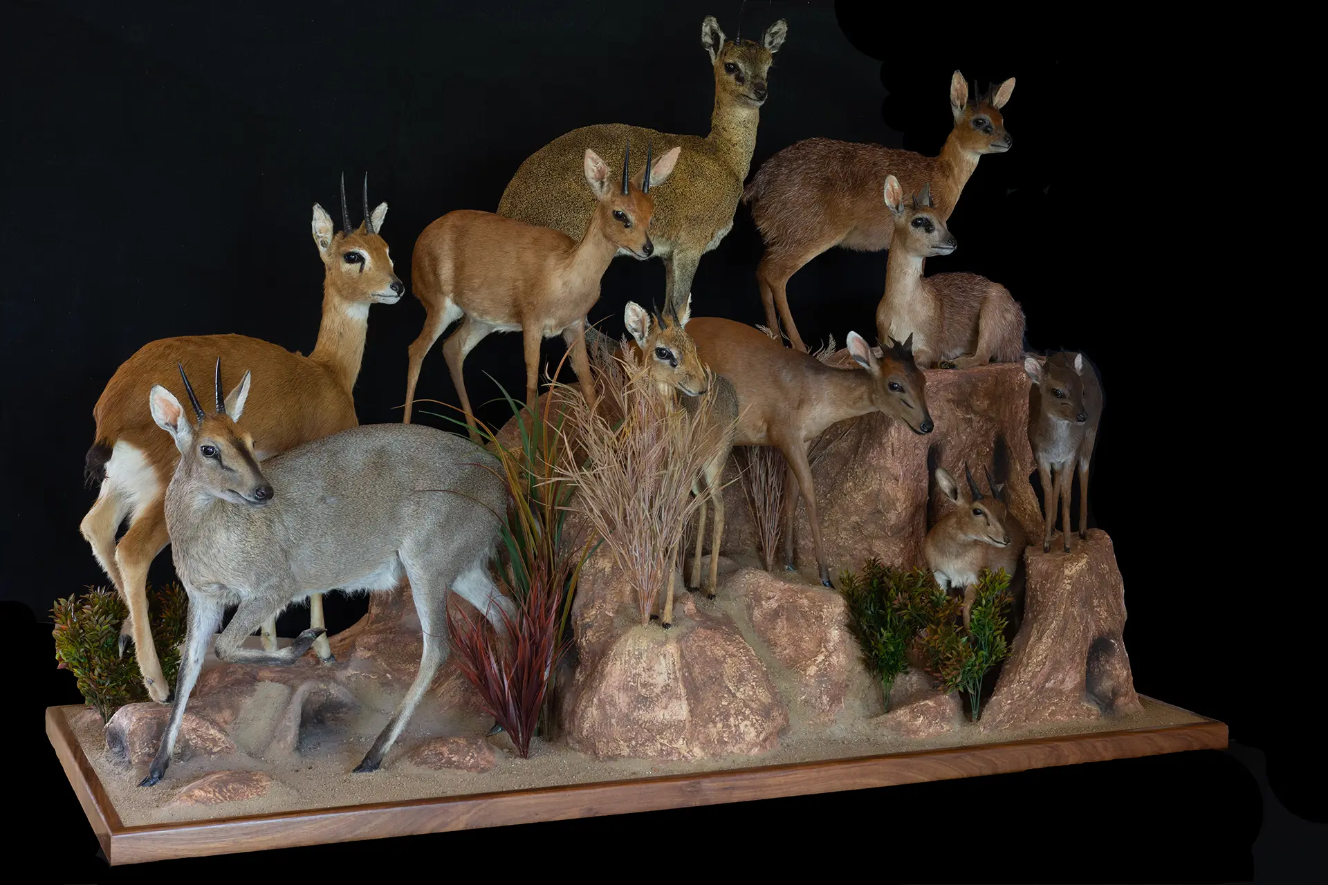 Full mount taxidermy — Highveld Taxidermists