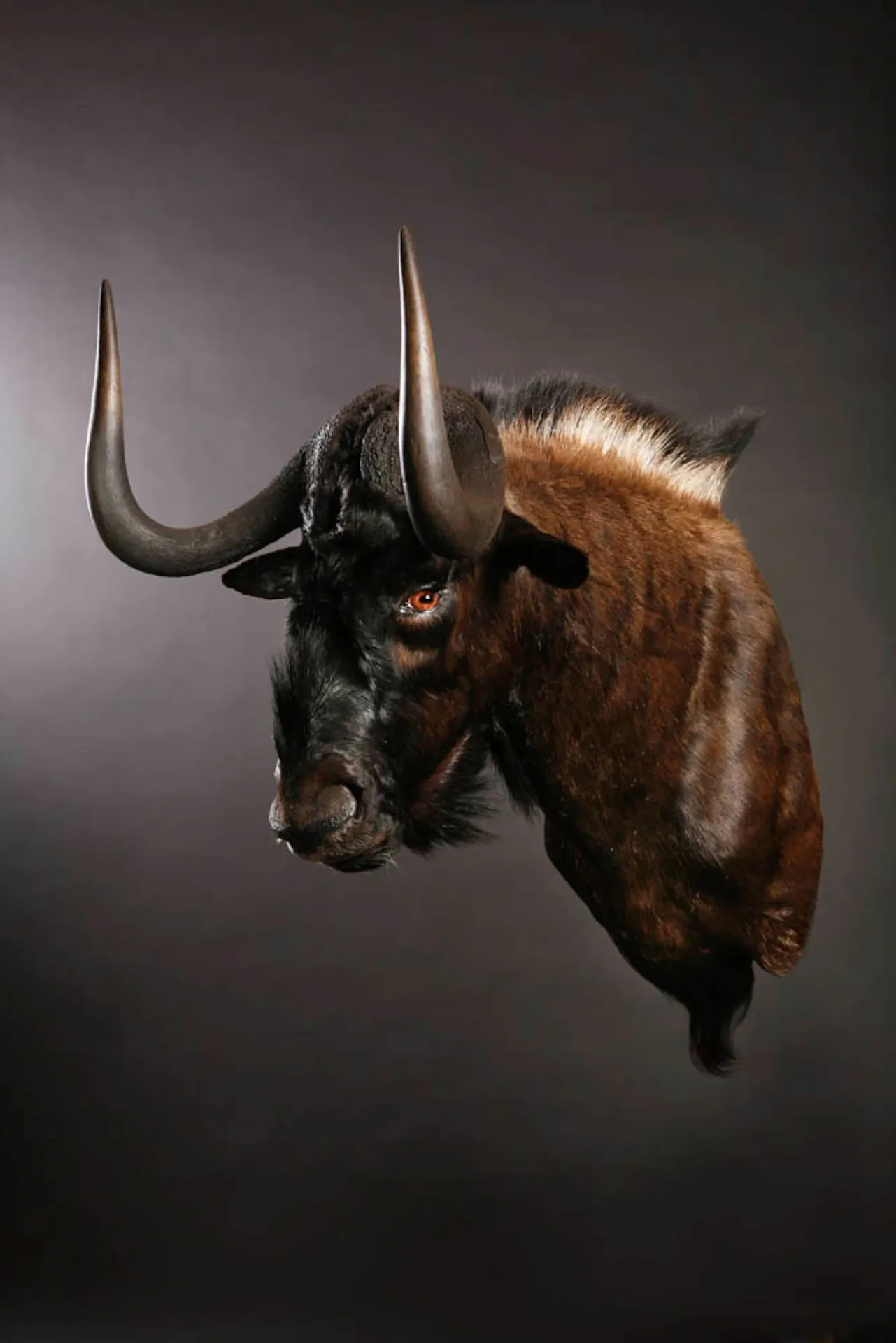 Black Wildebeest Shoulder Mount — Highveld Taxidermists