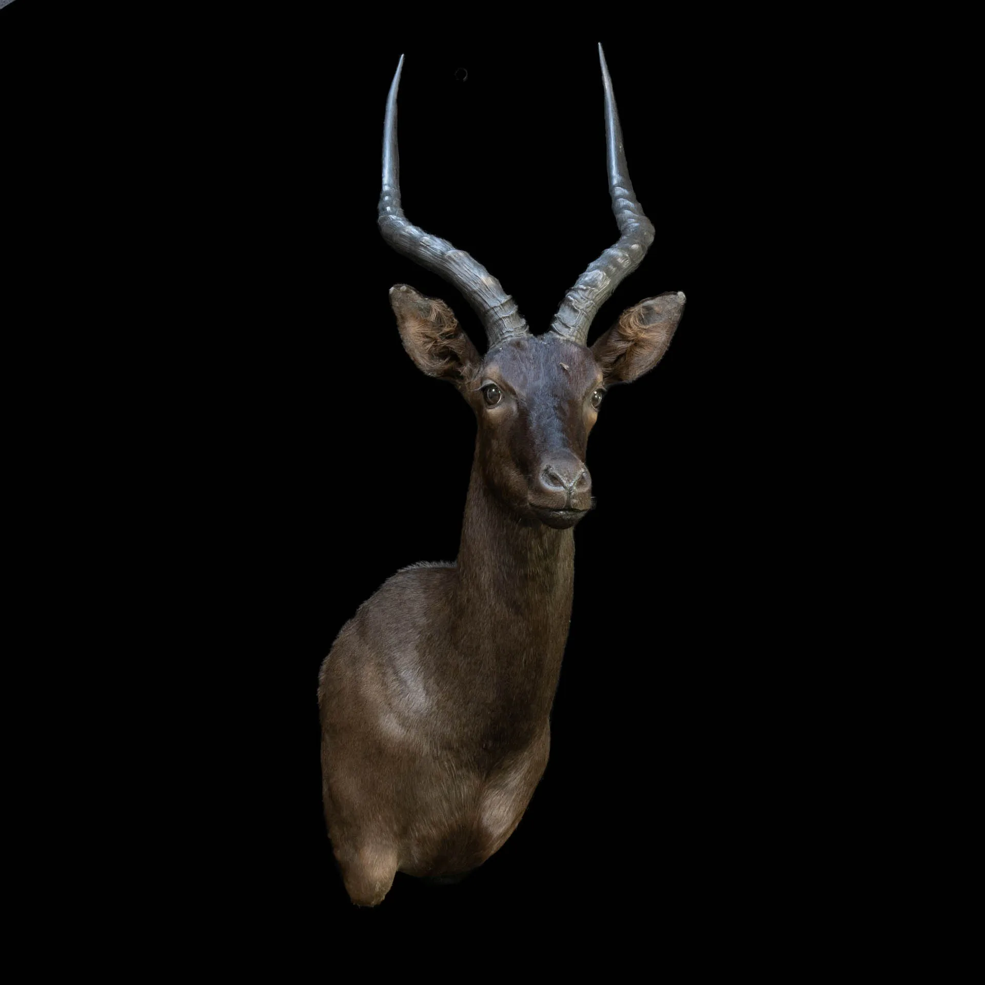 Black Impala Drop SM Shoulder Mount — Highveld Taxidermists