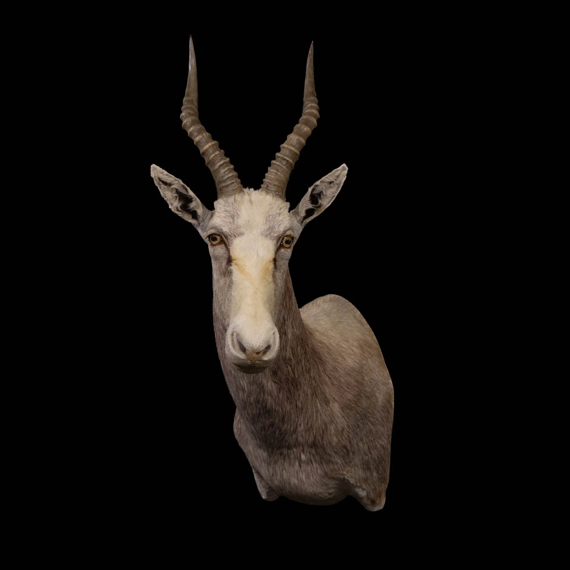 Blesbok White SM Turned Shoulder Mount — Highveld Taxidermists