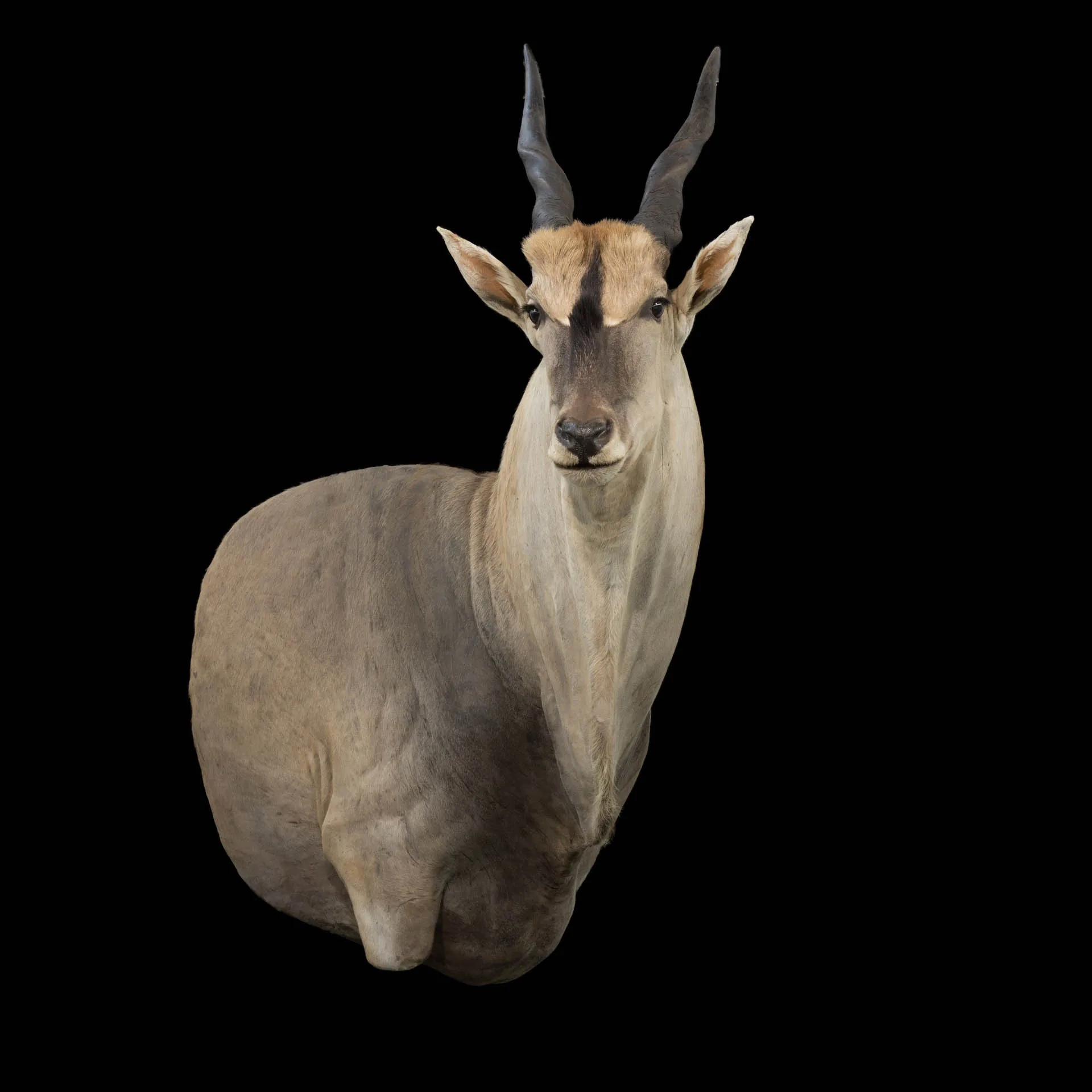 Eland 45 Drop SM Shoulder Mount — Highveld Taxidermists